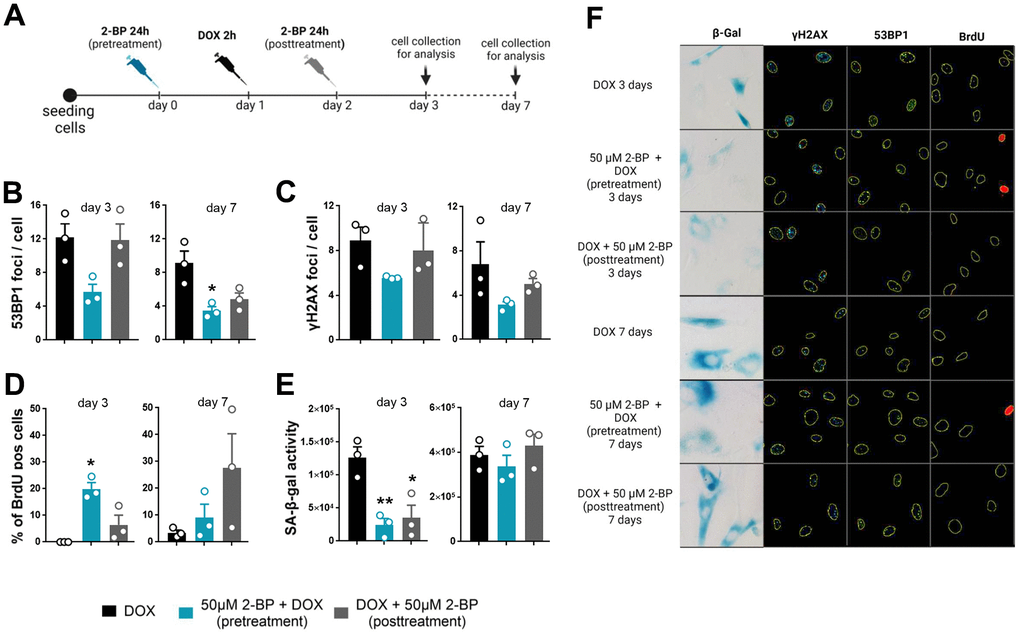 The senescence-modifying effect of 2-BP is detected only if cells are treated before senescence induction. VSMCs were treated with 2-BP for 24 h before (pretreatment) or after (posttreatment) doxorubicin (DOX)-mediated DNA damage induction. DNA damage was analyzed at different time points (3 and 7 days) following incubation with 2-BP. (A) Schematic representation of the experimental design. The graph shows the number of DNA damage-associated nuclear 53BP1 and γH2AX foci after doxorubicin treatment (B, C), the percentage of cells that incorporated BrdU (D), and SA-β-gal activity (E). The results are presented as the means ± SEMs from two separate experiments, each with N=3 biological replicates. Statistical analysis was performed using one-way ANOVA; *pF).