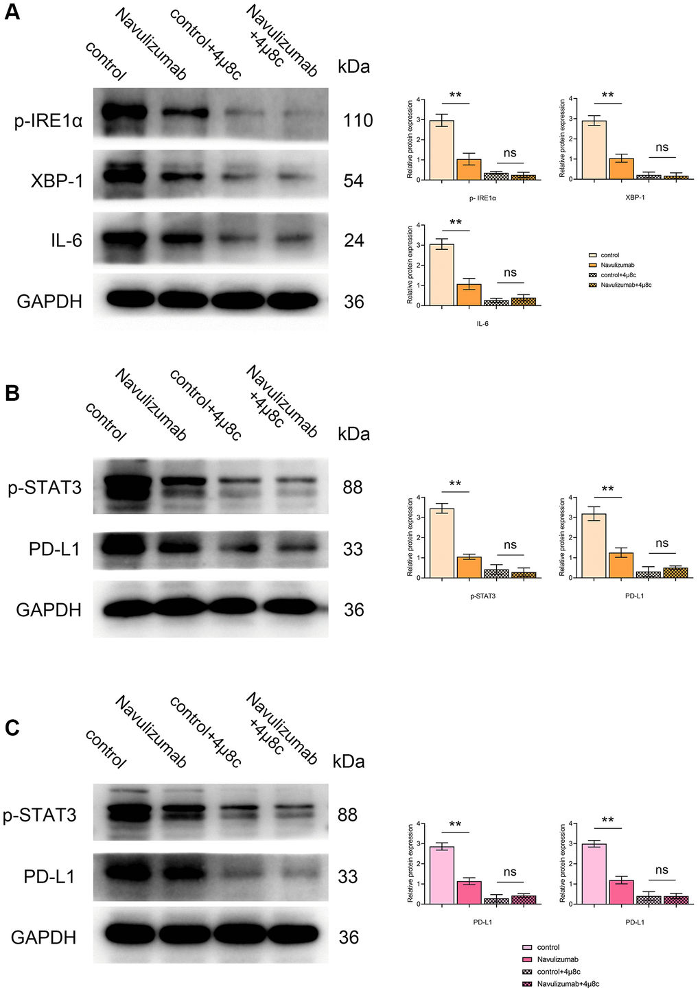 Effect of nabulizumab and IRE1α inhibitor on protein metrics in different cells. (A) Protein indexes and statistics of P- IRE1α, XBP-1s, IL-6 in THP-1 cells in each group. (B) Protein indexes and statistics of P-STAT3, PD-L1 in THP-1 cells in each group. (C) Protein indexes and statistics of P-STAT3, PD-L1 in A549 cells in each group. (*P **P 