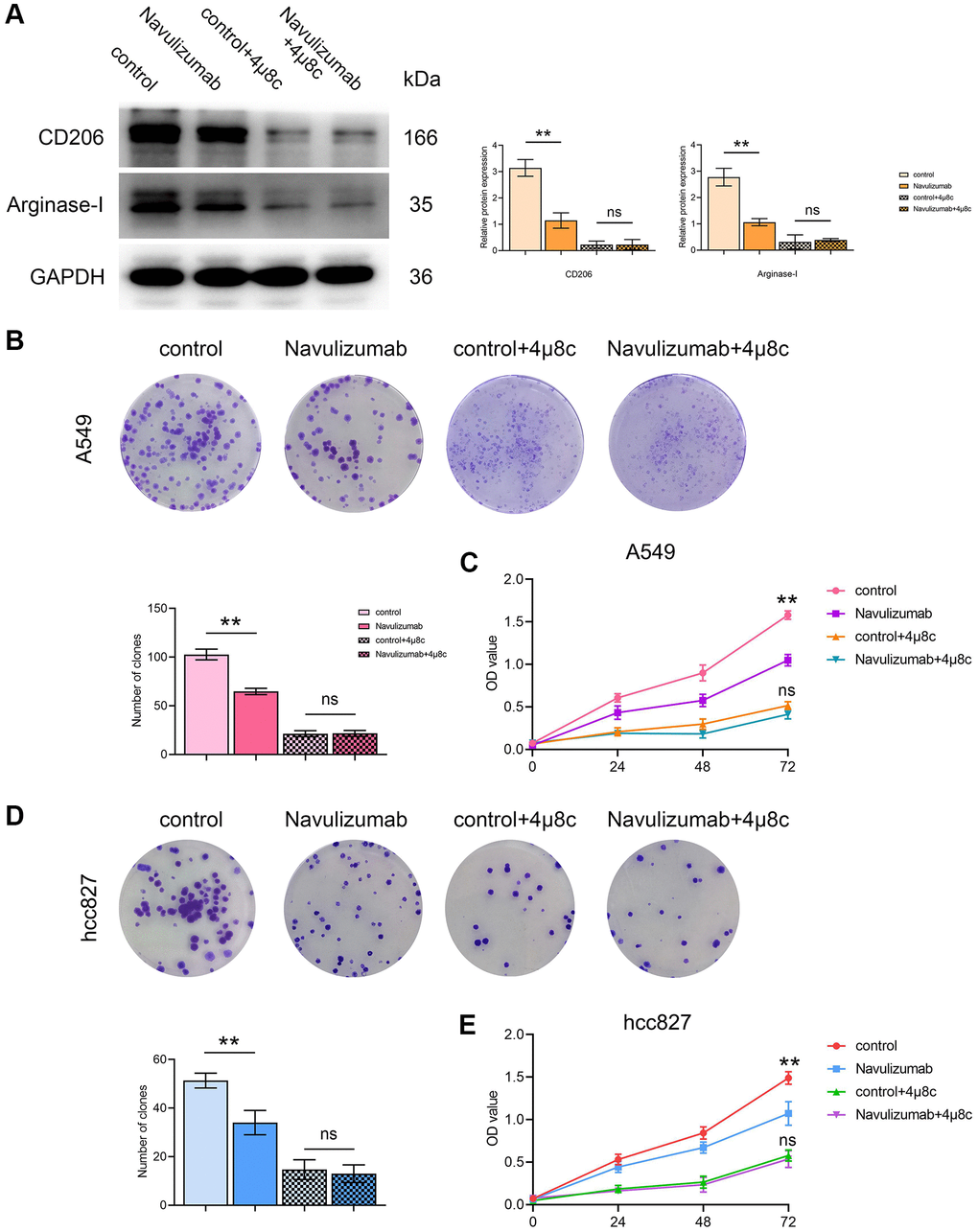 The situation of related protein indexes in THP-1 cells and proliferation of A549 cells (hcc827 cells). (A) Protein indexes and statistics of CD206 and Arginase-I in THP-1 cells in each group. (B, D) Proliferation picture and statistical comparison of four groups of A549 cells (hcc827 cells) in clone formation assay. (C, E) Proliferation picture and statistical comparison of four groups of A549 cells (hcc827 cells) on the CCK-8 assay. (*P **P 
