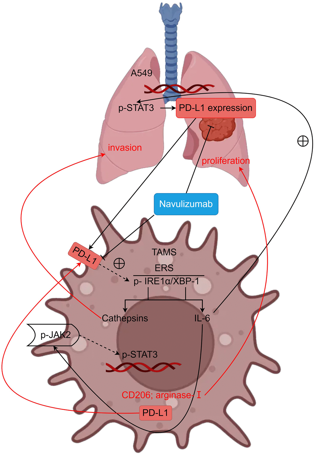 PD-L1 can regulate metastasis and proliferation of non-small cell lung cancer by modulating the IRE1α/XBP-1 signaling pathway in tumor-associated macrophages (schematic mechanism).
