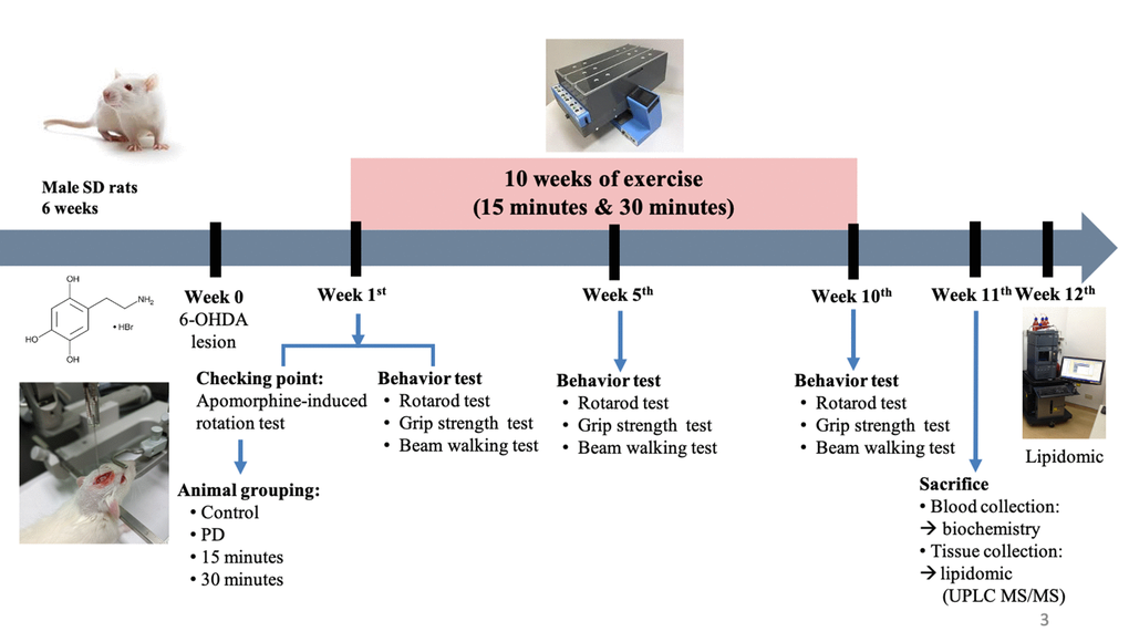 Treadmill intervention attenuates motor deficit with 6-OHDA