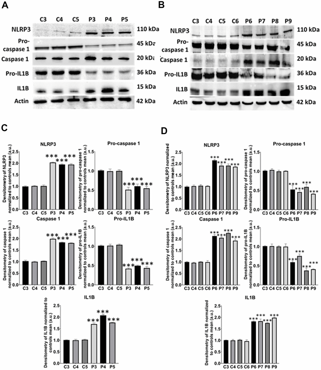 NLRP3 inflammasome analysis. (A) Immunoblotting analysis of proteins related to NLRP3 inflammasome in control (C3, C4, C5) and MS (P3, P4, P5) cells. Actin was used as the loading control. (B) Band densitometry of the Western Blot data normalized to the mean of controls and referred to actin levels. (C) Immunoblotting analysis of proteins related to NLRP3 inflammasome in control (C3, C4, C5, C6) and MS (P6, P7, P8, P9) cells. Actin was used as the loading control. (D) Band densitometry of the Western Blot data normalized to the mean of controls and referred to actin levels. Data represent the mean ± SD of three independent experiments. ***p-value  between control and MS fibroblasts.