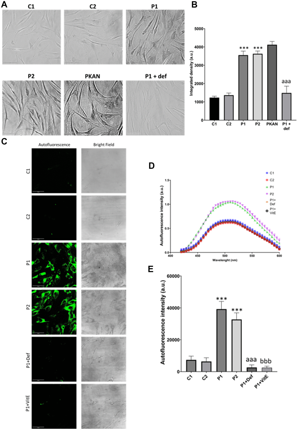 Lipofuscin accumulation in control (C1, C2) and MS (P1, P2) fibroblasts. P1 cells were treated with 100 μM deferiprone (P1 + def) to confirm the dependence of lipofuscin on iron. P1 cells were treated with 50 μM vitamin E (P1 + VitE) to confirm the dependence of lipofuscin accumulation on lipid peroxidation. (A) Representative images of Sudan Black staining. Scale bar = 20 μm. (B) Quantification of integrated density. (C) Representative autofluorescence and bright field images. Scale bar = 20 μm. (D) Autofluorescence spectra of lipofuscin granules measured by confocal laser scanning microscopy. (E) Quantification of autofluorescence intensity. Data represent the mean ± SD of three independent experiments. ***p-value  between control and MS cells. aaap-value  between untreated and deferiprone-treated P1 cells. bbbp-value  between untreated and vitamin E-treated P1 cells. a.u.: arbitrary units.