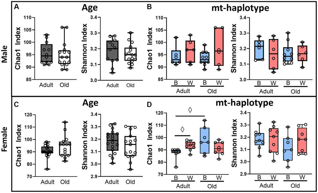 Alpha-diversity is not significantly different with age and mt-haplotype in OKC-HETB/W rats. Alpha-diversity of the microbiome from adult (9-months) and old (26-months) OKC-HETB/W rats was measured by the Chao1 and Shannon index. The alpha-diversity is shown for age (A) and mt-haplotype (B) comparisons for male rats; and age (C) and mt-haplotype (D) comparisons for female rats. Age comparisons were made by combining mt-haplotype groups for adult (gray boxes) and old (white boxes) animals. Mt-haplotype comparisons were made between OKC-HETB (blue boxes) and OKC-HETW (red boxes) groups. The data were collected from 6 to 10 rats per group, and the box plots display the 1st and 3rd quartiles with a horizontal line at the median. The whiskers display minimum and maximum values. ◊Values marginally significant by Fisher’s LSD p 
