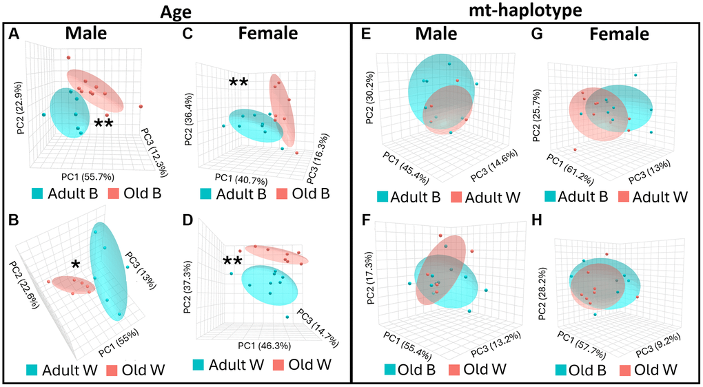 Beta-diversity is different with age in OKC-HETB/W rats. Beta-diversity of the microbiome was measured using Jenssen-Shannon divergence comparing adult (9-months, blue ovals) and old (26-months, red ovals) rats for the following: male OKC-HETB (A), male OKC-HETW (B), female OKC-HETB (C), and female OKC-HETW (D) rats. Beta-diversity was also compared between OKC-HETB (blue ovals) and OKC-HETW (red ovals) haplotypes for the following: adult male (E), old male (F), adult female (G), and old female (H) rats. Oval outlines represent the 95% confidence interval for each group. The data were collected from 6 to 10 rats per group, and those values statistically significant by PERMANOVA at *p **p 