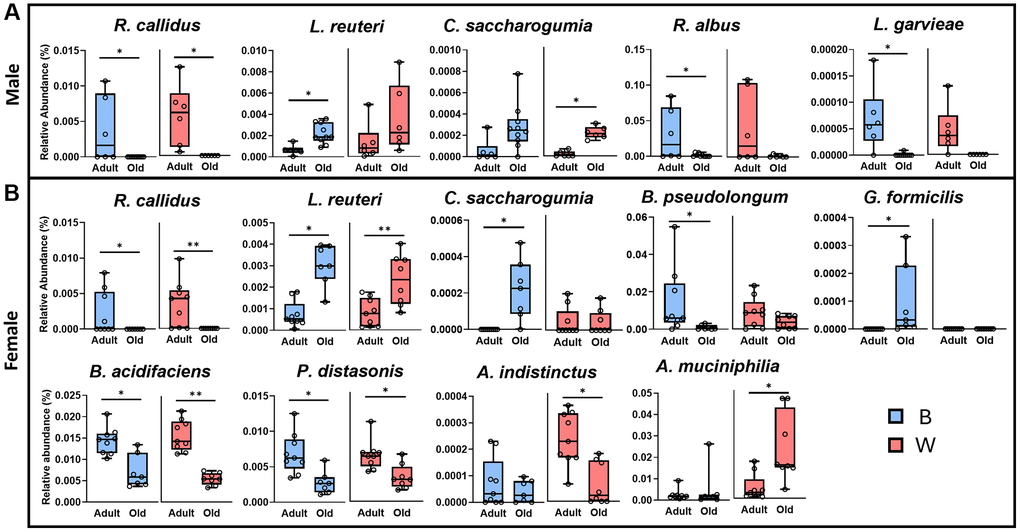 Microbial species that are significantly changed with age are dependent on sex and mt-haplotype. Microbial species in the gut microbiome from male (A) or female (B) rats were compared for adult (9-months) and old (26-months), OKC-HETB (blue boxes) and OKC-HETW (red boxes) rats. The box plots display the 1st and 3rd quartiles with the horizontal line denoting the median, and the whiskers display minimum and maximum values. The data were collected from 6 to 10 rats per group and statistically compared using Mann-Whitney/Kruskal-Wallis and/or Linear Modeling with significance at *p **p 