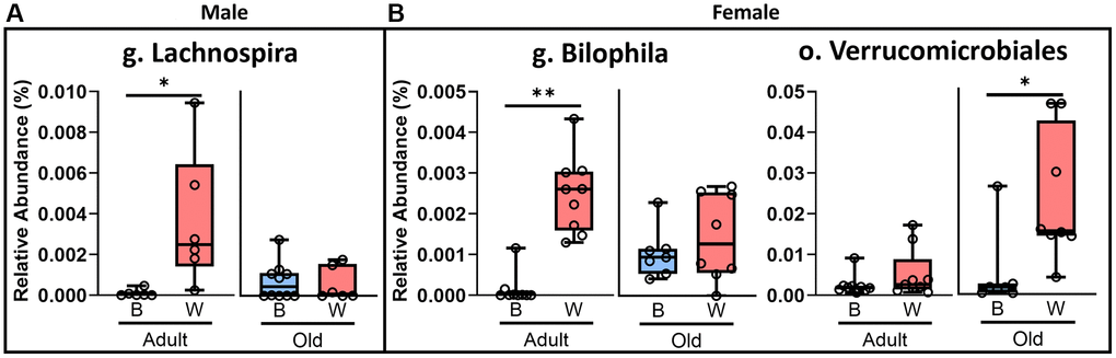 The mt-haplotype affects several microbe groups in OKCHETB/W rats. Microbial OTUs are compared for OKC-HETB (blue boxes) and OKC-HETW (red boxes) male (A) and female (B) rats. The box plots display the 1st and 3rd quartiles with a horizontal line the median. The whiskers display minimum and maximum values. The data were collected from 6 to 10 rats per group, and the mt-haplotypes were statistically compared using Mann-Whitney/Kruskal-Wallis and/or Linear Modeling with significance at *p **p 