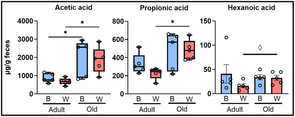 Fecal short chain fatty acids changed with age in female rats. Fecal SCFAs were measured in adult (9-months) and old (26-months), OKC-HETB (blue boxes) and OKC-HETW (red boxes) rats. Only female rats, shown here, were found to exhibit a significant difference with age in fecal SCFAs. The box plots display the 1st and 3rd quartiles with the horizontal line the median. The whiskers display minimum and maximum values. The data were collected from 5 rats per group, and values significantly different by FDR *q ◊p 
