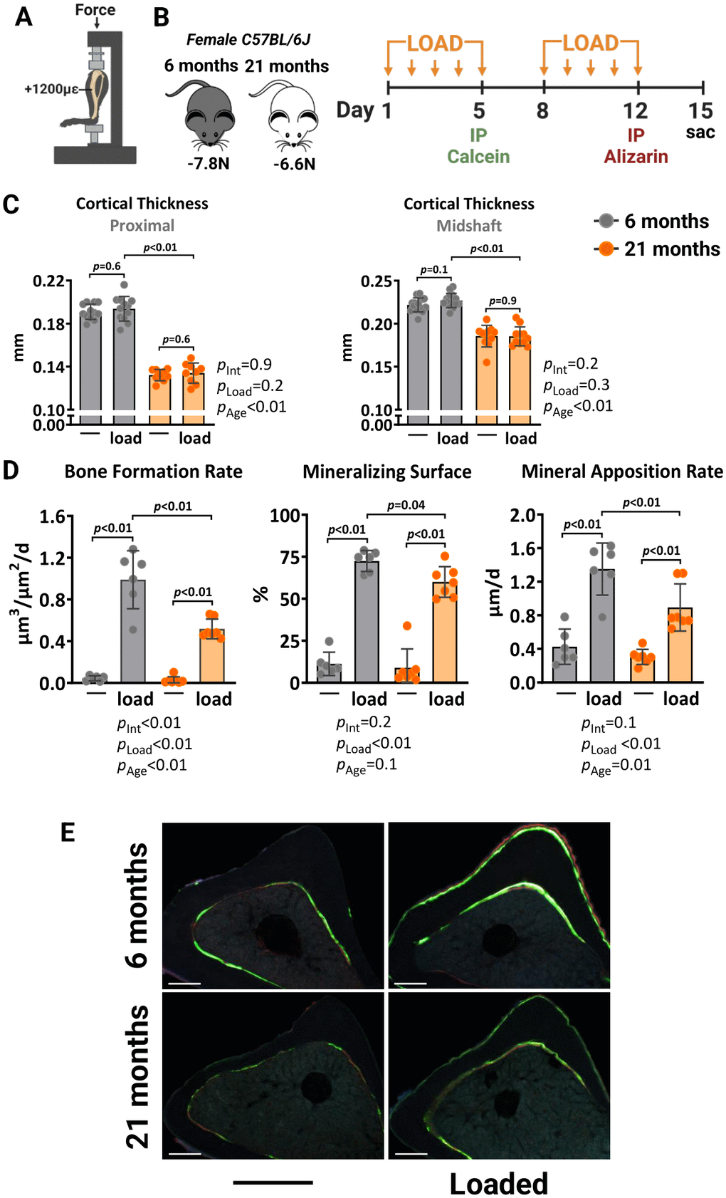 Aging reduces the periosteal osteogenic response to mechanical stimulation in female mice. (A) Schematic illustration of tibia axial compressive loading applied on mouse tibia with +1200με peak strain at the midshaft. (B) Experimental timeline describing the loading and fluorescent dye administration plan. (C) Micro-CT measurements at 5 mm proximal to the tibiofibular junction and at the midshaft of the right (non-loaded) and left (loaded) tibia from young (n=12) and old (n=9) female C57BL/6J mice. (D) Histomorphometric measurements at the periosteal tibial surface 5 mm proximal from the tibiofibular junction of young (n=6) and old (n=7) female mice, and (E) representative photomicrographic cross-section images. Scale bar, 200 μm. Bars represent mean ± SD. Data analyzed using two-way mixed ANOVA; p-values adjusted by Holm-Sidak’s test. Int: Interaction.