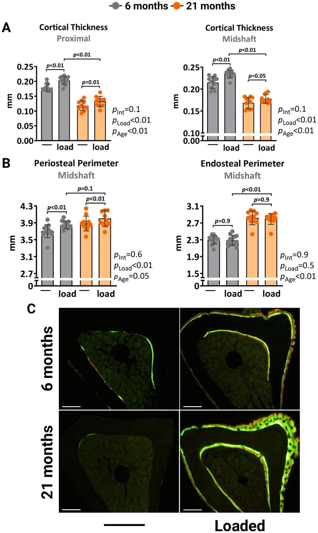 Higher mechanical strain leads to periosteal woven bone formation in old mice. Left tibia of young (6 mo) and old (21 mo) C57BL/6J female mice were loaded with -10N and -8.5N, respectively, to achieve +1500με peak strain at the midshaft. (A) Micro-CT measurements at 5 mm proximal to the tibiofibular junction and at the midshaft of the right (non-loaded) and left (loaded) tibiae from young (n=13) and old (n=11) female mice. (B) Endosteal and periosteal perimeters at the tibia midshaft. (C) Representative photomicrographic cross-section images of the proximal tibia shaft. Scale bar, 200 μm. Bars represent mean ± SD. Data analyzed using two-way mixed ANOVA; p-values adjusted by Holm-Sidak’s test. Int: Interaction.