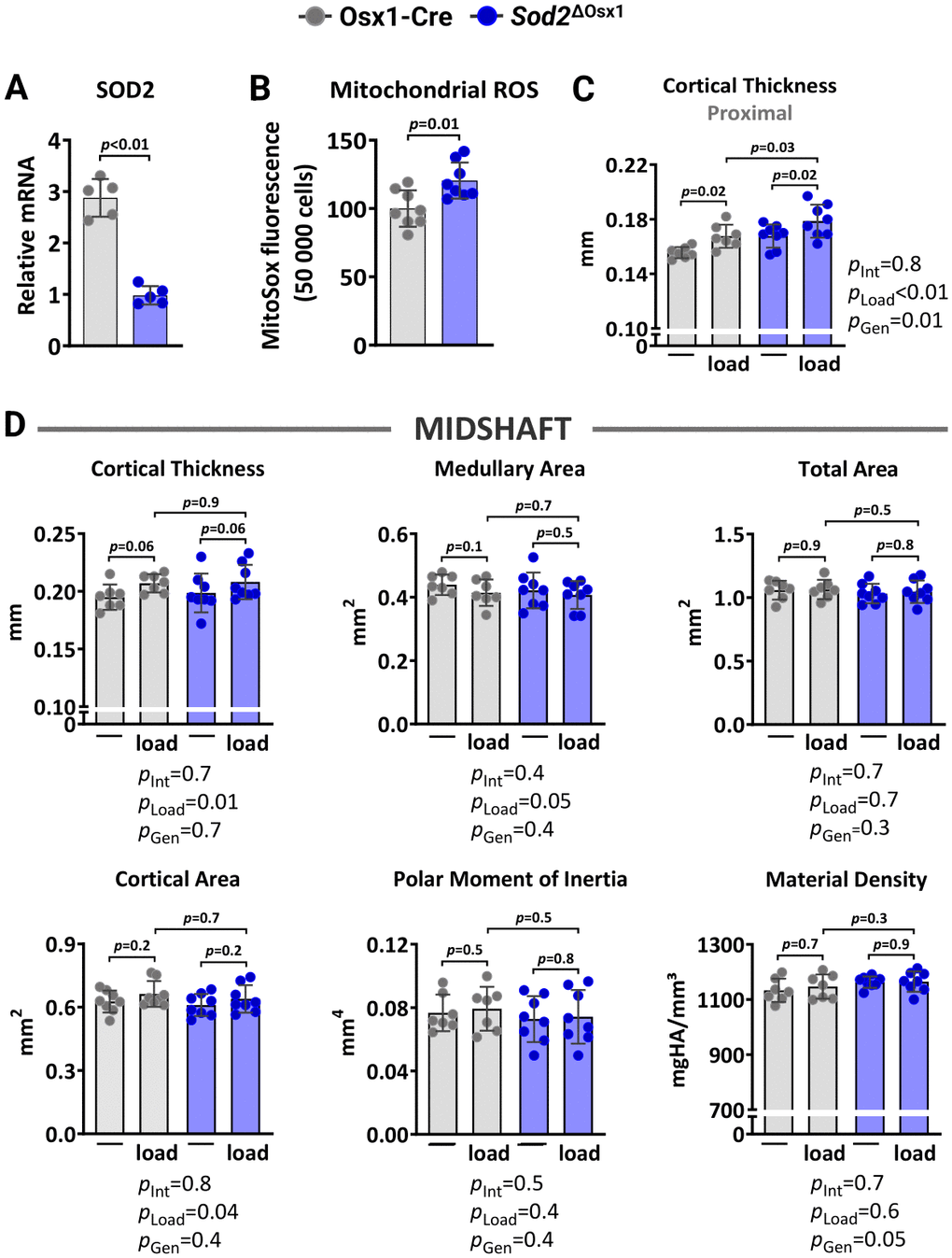 Sod2 deficiency in osteoblast-lineage cells does not alter load-induced increase in cortical bone mass. (A) mRNA levels measured by quantitative RT-PCR (n=5/genotype) and (B) mtROS levels (n=8/genotype) in bone marrow-derived stromal cell cultures from Osx1-Cre and Sod2ΔOsx1 mice cultured for 7 days. Micro-CT measurements at 5 mm proximal to the tibiofibular junction (C) and at the midshaft (D) of the right (non-loaded) and left (loaded) tibiae from Osx1-Cre (n=7) and Sod2ΔOsx1 (n=8) female mice. The tibiae of Osx1-Cre and Sod2ΔOsx1 were loaded with -8.5N to achieve +1200με peak strain, following the same timeline as in Figure 1B. Bars represent mean ± SD. Data analyzed using two-tailed unpaired t-test or two-way mixed ANOVA; p-values adjusted by Holm-Sidak’s test. Int: Interaction; Gen: Genotype.