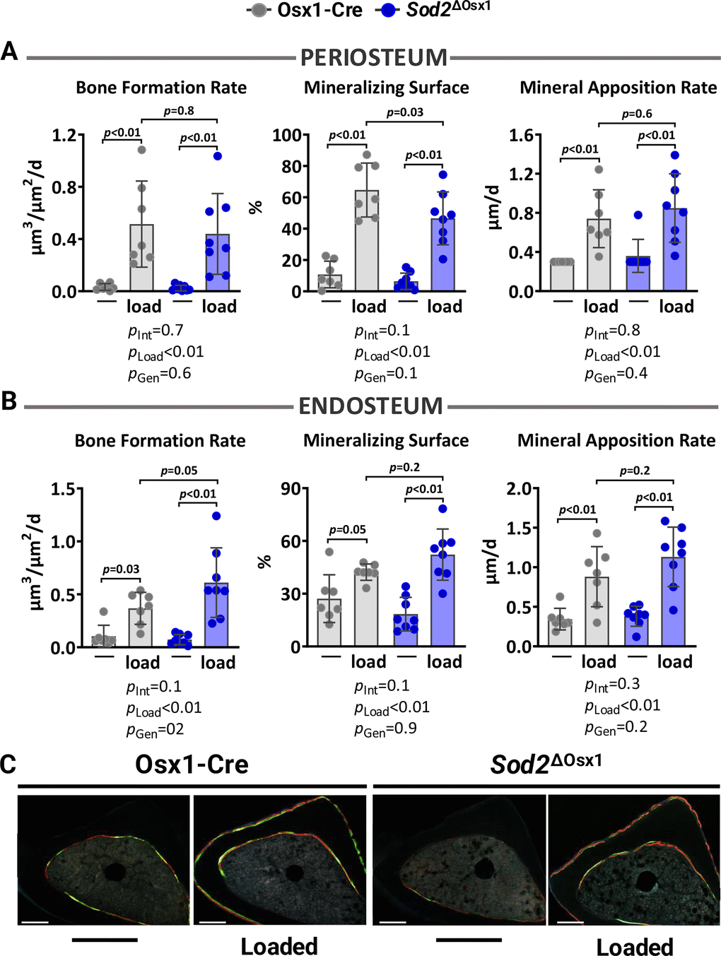 Excessive mitochondrial ROS in osteoblast lineage does not impact load-induced bone formation. Histomorphometric measurements at the periosteal (A) and endosteal (B) tibial surface at 5 mm proximal from the tibiofibular junction of the right (non-loaded) and left (loaded) tibia from Osx1-Cre (n=7) and Sod2ΔOsx1 (n=8) female mice, and (C) representative photomicrographic cross-section images. Scale bar, 200 μm. Bars represent mean ± SD. Data analyzed using two-way mixed ANOVA; p-values adjusted by Holm-Sidak’s test. Int: Interaction; Gen: Genotype.