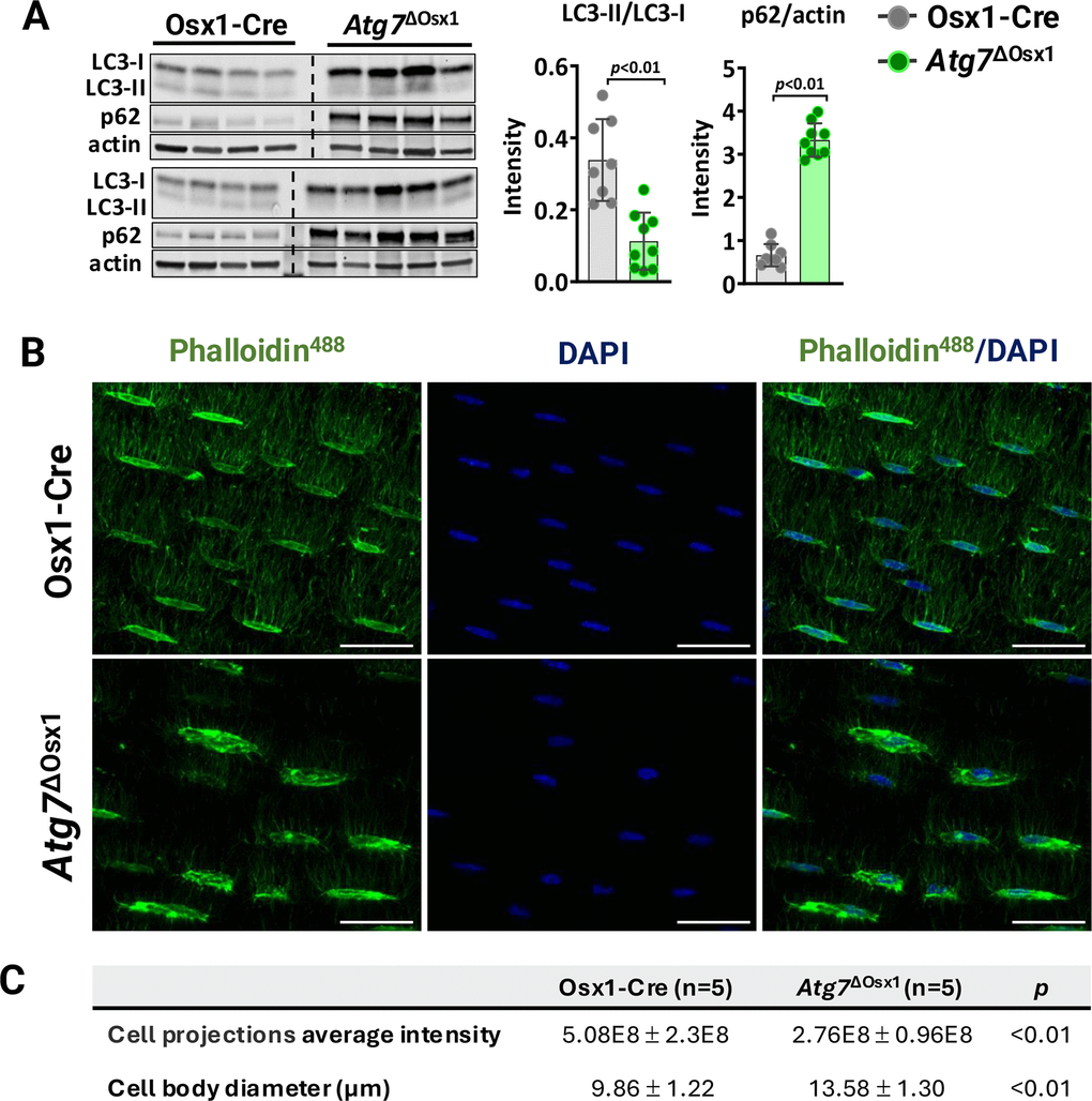 Atg7 deficiency in osteoblast-lineage cells disrupts the osteocyte network. (A) Western blot (left) and quantification of band intensity (right) in protein lysates extracted from humeri shafts of Osx1-Cre (n=8) and Atg7ΔOsx1 (n=9) female mice. (B) Representative images of osteocyte network in femoral cortical diaphysis stained with phalloidin-Alexa488 [green] and DAPI [blue]. Scale bar, 200 μm. (C) Average fluorescence intensity of osteocyte projections and cell body diameter. Bars represent mean ± SD. Data analyzed by two-tailed unpaired t-test.
