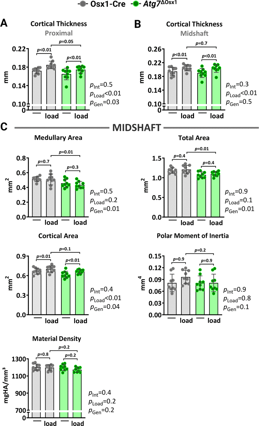 Lack of autophagy in osteoblast lineage does not alter load-induced increase in cortical bone mass. Micro-CT measurements at 5 mm proximal to the tibiofibular junction (A) and at the midshaft (B, C) of the right (non-loaded) and left (loaded) tibiae from Osx1-Cre (n=9) and Atg7ΔOsx1 (n=9) female mice. The tibiae of Osx1-Cre and Atg7ΔOsx1 mice were loaded with -7.6N and -7.3N, respectively, to achieve +1200με peak strain, following the timeline shown in Figure 1B. Bars represent mean ± SD. Data analyzed by two-way mixed ANOVA; p-values adjusted by Holm-Sidak’s test. Int: Interaction; Gen: Genotype.