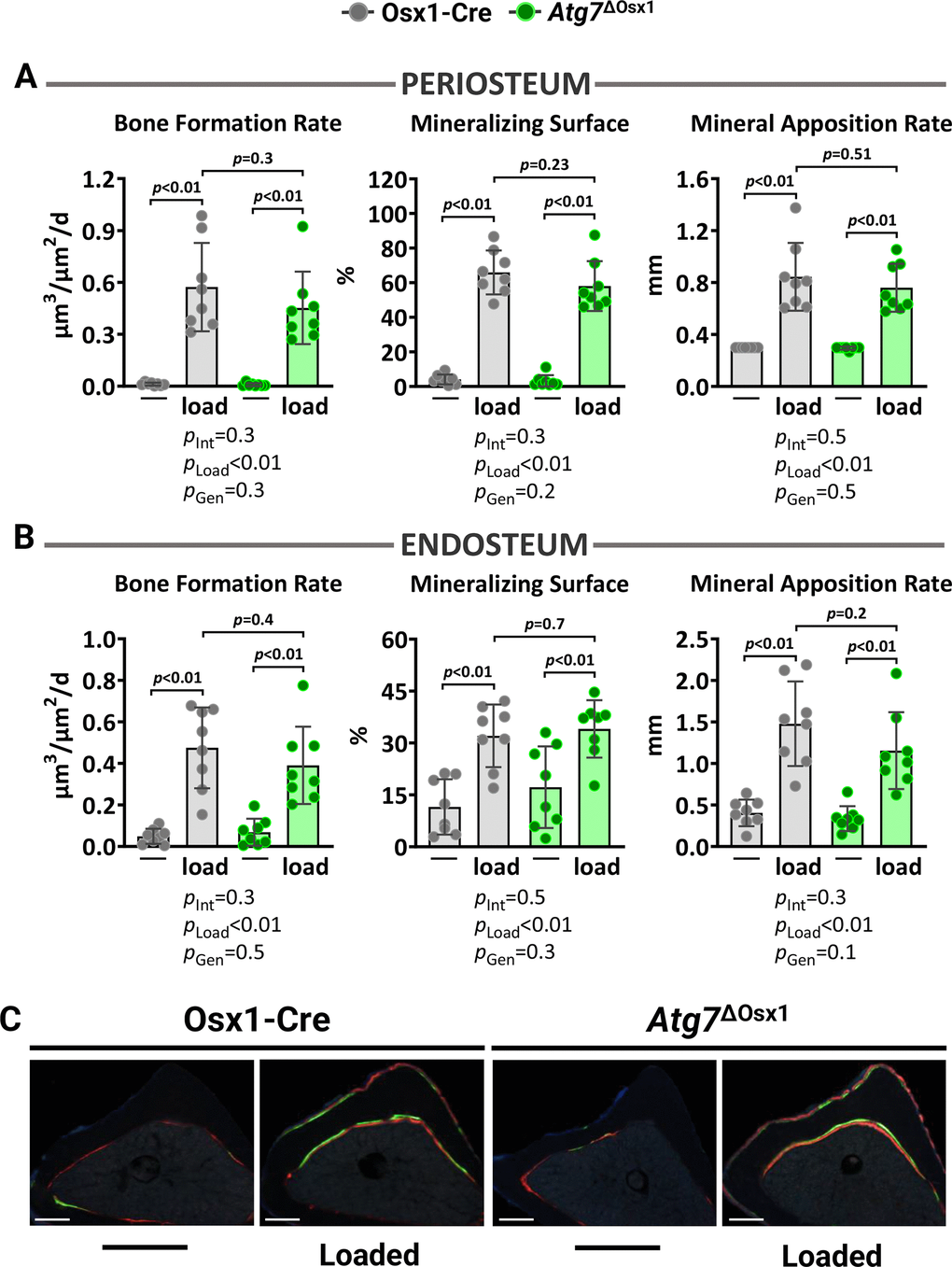 Lack of autophagy in osteoblast lineage does not impact loading-induced bone formation. Histomorphometric measurements at the periosteal (A) and endosteal (B) tibial surface at 5 mm proximal from the tibiofibular junction of the right (non-loaded) and left (loaded) tibia from Osx1-Cre (n=7) and Atg7ΔOsx1 (n=8) female mice, and (C) representative photomicrographic cross-section images. Scale bar, 200 μm. Bars represent mean ± SD. Data analyzed by two-way mixed ANOVA; p-values adjusted by Holm-Sidak’s test. Int: Interaction; Gen: Genotype.