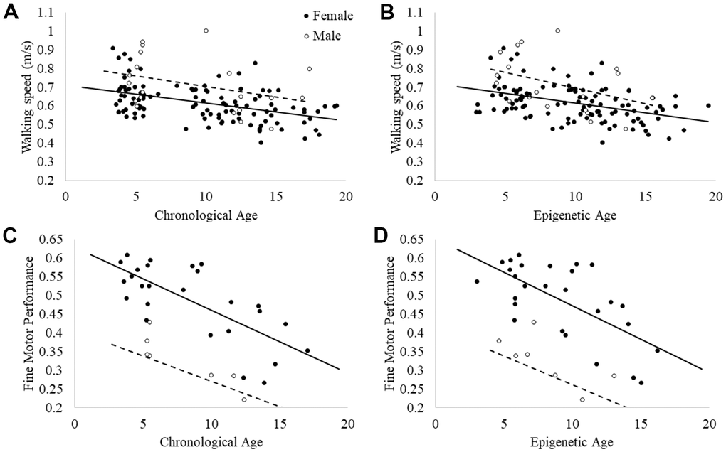 Relationships between (A) walking speed and chronological age; (B) walking speed and epigenetic age; (C) fine motor task performance and chronological age; and (D) fine motor task performance and epigenetic age.