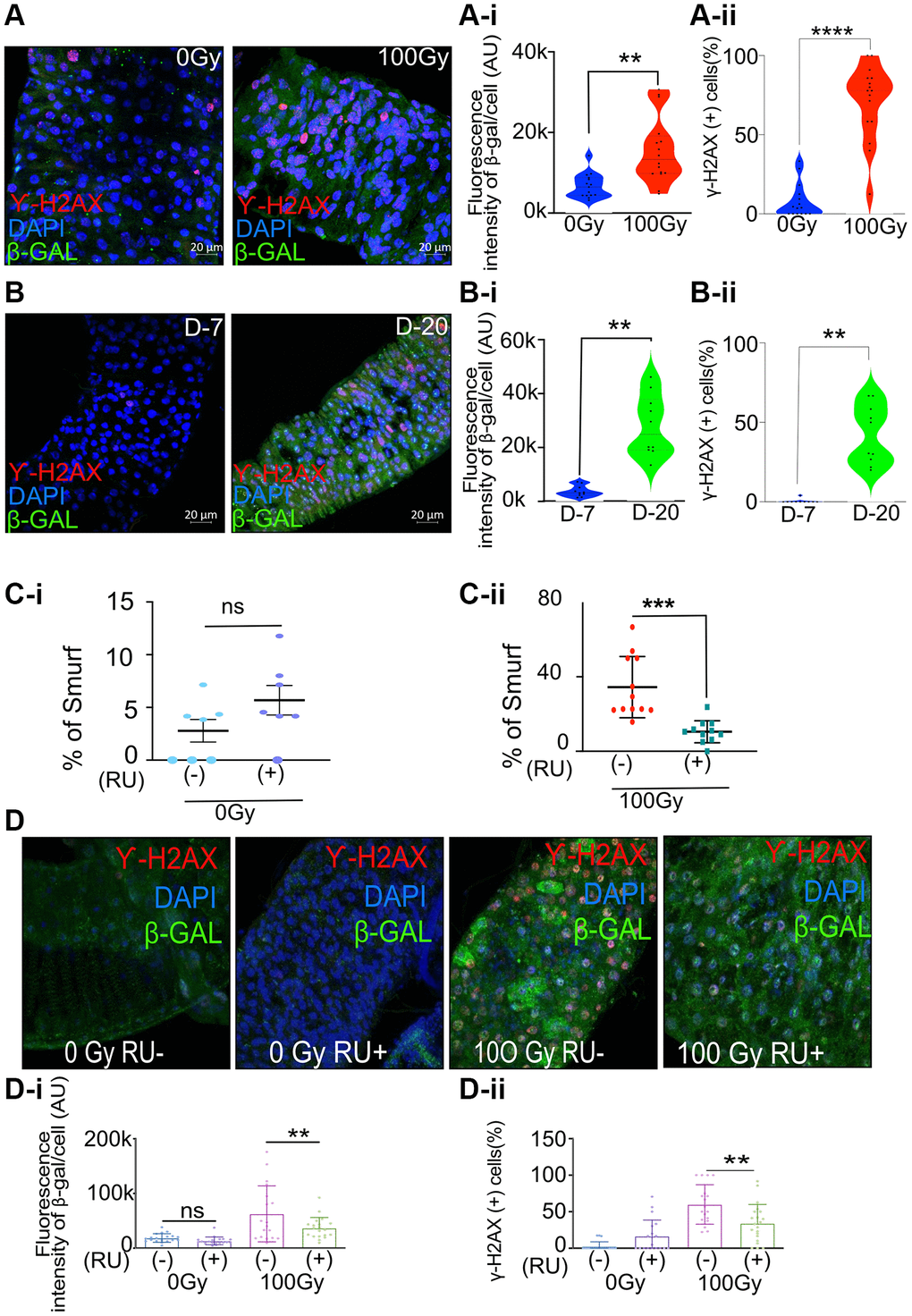 Increase in senescence makers in irradiated and aged flies and meltrin knockdown in the enterocytes reduces intestinal permeability and senescence makers in flies following irradiation. (A) Representative immunohistochemistry images of the gut show increased SA-β gal and γ-H2Ax positive cells in X-ray irradiated flies (100Gy) compared to control flies (0Gy). Fluorescence intensity was measured using ImageJ; Scale bar = 20 μm. (A-i). Quantification of fluorescence intensity of SA-β gal (arbitrary units, A.U.) between 0 Gy and 100 Gy. Mean fluorescence intensity was measured using ImageJ and averaged across the gut of 15–16 flies. Data represent mean ± SEM for each group. (A-ii) Quantification of γ-H2AX positive cells expressed as a percentage of total cells in both control and 100 Gy X-ray exposed groups. Data are presented as mean ± SEM from the gut of 15–16 flies. Exposure to 100 Gy of X-ray radiation significantly increased the number of γ-H2AX positive cells compared to the control group, indicating elevated DNA double-strand breaks in response to radiation. (B) Representative immunohistochemistry images of the gut show increased SA-β gal and γ-H2Ax positive cells in X-ray irradiated flies (20 days) compared to control flies (7 days). Fluorescence intensity was measured using ImageJ; Scale bar = 20 μm. (B-i) Quantification of fluorescence intensity of SA-β gal (arbitrary units, A.U.) between 7-day and 20-day-old flies. Mean fluorescence intensity was measured using ImageJ and averaged across the gut of 13–16 flies. Data represent mean ± SEM for each group. (B-ii) Quantification of γ-H2AX positive cells expressed as a percentage of total cells in both 7-day-old and 20-day-old flies. Data are presented as mean ± SEM from the gut of 13-16 flies. The gut of 20 days old flies significantly increased the number of γ-H2AX positive cells compared to the 7-day-old, indicating elevated DNA double-strand breaks in response to radiation. (C-i, C-ii) Smurf assay for assessing gut permeability was performed with 5966-GS>UAS-Meltrin RNAi flies on day ten after irradiation. Control 100Gy R (−) was maintained on 1.5 YE food without RU486, whereas meltrin expression was knocked down in ECs in 100Gy R (+). Results plotted as the mean proportion of Smurf to non-Smurf flies of 4 vials in each group with 25 flies in each vial. Error bars indicate SEM. (D) Immunohistochemistry images of gut showing an increase in SA-β gal and γ-H2Ax positive cells in non-irradiated and X-Ray irradiated in control (RU-) flies and meltrin RNAi and flies (RU+). (D-i, D-ii) Quantification of SA-β gal intensity and γ-H2Ax positive cells in irradiated-non irradiated flies in the gut of RU- and RU+ flies. (A-i, A-ii, B-i, B-ii, C, C-i, D-i and D-ii) Error bars indicate SEM. The significance level was determined by ANOVA or Student’s t-test, denoted by asterisks: *p **p ***p ****p 