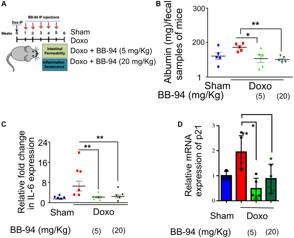 ADAM19 inhibition by BB-94 treatment reduces intestinal permeability and inflammation in mice caused by doxorubicin treatment. (A) Experimental design to determine the effect of ADAM19 inhibition in a mouse model. Mice received a single dose, i.p. Dox (10 mg/Kg) or vehicle (SHAM Ctrl) at the start of the experiment. Followed by a subset of mice receiving Batimastat BB-94 doses of 5 mg/Kg and 20 mg/Kg once a week, every other week till week 5. Intestinal permeability and inflammation were measured on week six in the colon of dissected mice. (B) Albumin levels were measured using an ELISA assay in early morning fecal samples from each group. The graph presents albumin levels as mean ± SEM, expressed in mg per 100 mg/ml of fecal material, from (n = 6) across. Significant differences in albumin levels between groups (e.g., Sham vs. doxo, doxo vs. BB-94 treated mice at 5 mg/kg and 20 mg/kg, etc.) were assessed using ANOVA, with p-values indicated as *p **p ***p C) qRT-PCR was performed with RNA prepared from dissected colon tissue of mice treated as described above. The results are presented as mean relative fold change in the gene expression of IL-6 and normalized to the housekeeping gene Actin. (D) Mean relative fold change in the gene expression of p21 and normalized to the housekeeping gene Actin. (B–D) Error bars indicate SEM. The significance level was determined by ANOVA and denoted by asterisks: *p **p ***p ****p 