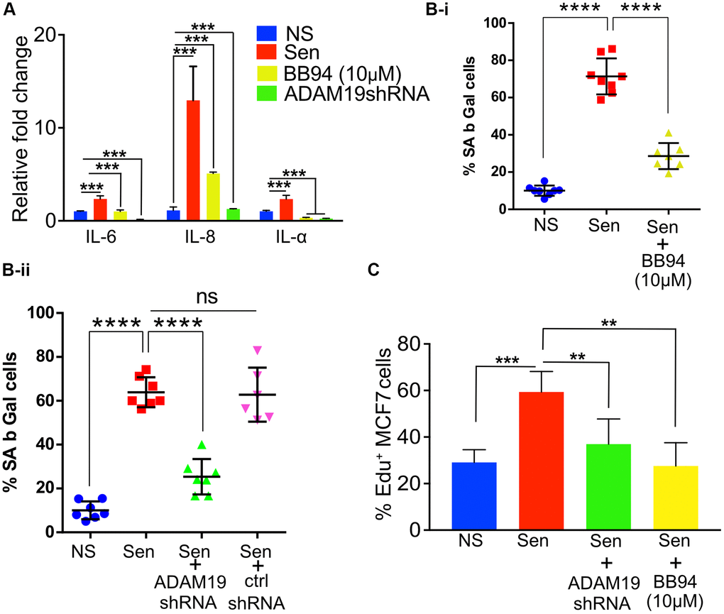 ADAM19 knockdown and pharmacological inhibition reduced senescence in human fibroblast cells caused by irradiation. (A) The mean fold change in the expression levels of senescence-associated secretory phenotype (SASP) cytokines IL-6, IL-8, and IL-1α was measured by qRT-PCRIMR-90 cells ten days after exposure to 100 Gy X-ray. The expression levels were quantified relative to untreated control samples and normalized to the housekeeping gene actin (ACTB) to control for differences in input RNA and reverse transcription efficiency. Data are presented as mean ± SEM from three independent experiments. The results represent the relative fold change in gene expression compared to control. Increased expression of SASP cytokines, such as IL-6, IL-8, and IL-1α, indicates a senescence response and may reflect the inflammatory environment of irradiation-induced cellular damage, which was significantly reduced in cells with ADAM19 knockdown or inhibition following treatment with BB-94. (B-i) IMR-90 cells were subjected to SA β-Gal staining ten days after irradiation (10Gy), following 10 µM BB-94 treatment. (B-ii) IMR-90 cells were subjected to SA β-Gal staining ten days after irradiation (10Gy), following transduction with either ADAM19 or scrambled shRNA. The percentage of SA β-Gal positive cells was quantified and presented as mean ± SEM, with three independent experiments with two technical replicates per group. (C) MCF-7 cells were treated with conditioned media collected from IMR-90 cells ten days after irradiation with or without ADAM19 shRNA or with or without Batimastat (10 µM). Results plotted as mean % EdU positive cells. (A–C) Error bars indicate SEM. The significance level was determined by ANOVA and denoted by asterisks: *p **p ***p ****p A, B-i, B-ii and C) “NS” represent non senescence and ‘Sen’ represent senescence.