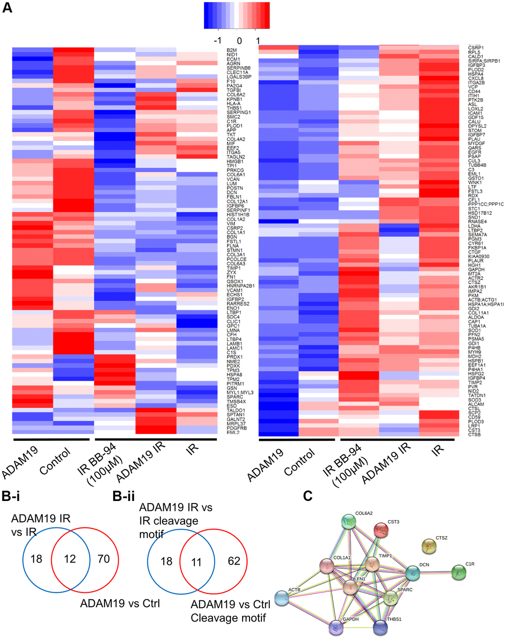 ADAM19 knockdown or inhibition alters secretory factors from senescent cells. (A) Heat map showing changes in the secretome composition from senescent IMR-90 cells with or without ADAM19 shRNA. (B-i) Venn diagram shows altered protein between ADAM 19 vs. IR and IR only groups. (B-ii) Venn diagram shows altered protein with cleavage motif in groups between ADAM 19 vs. IR and ADAM19 vs. control. (C) Protein network 12 commonly altered protein in groups between ADAM 19 vs. IR and IR.