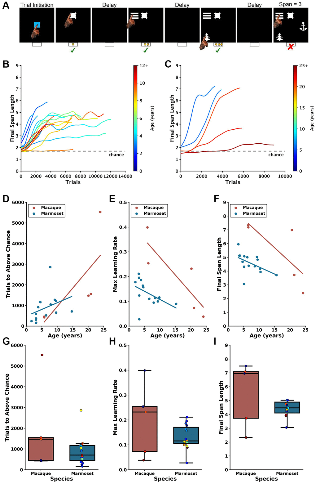 Age-dependent impairment in performance on the DRST in macaques and marmosets. (A) Depiction of a single DRST trial, reproduced from Glavis-Bloom et al., 2022. (B) Marmoset and (C) macaque individual learning curves. Each line denotes an individual animal, with color indicating the age during testing. The dashed black line represents chance level performance. Marmoset learning curves are reproduced from Glavis-Bloom et al., 2022. Correlations show that increasing macaque (red) and marmoset (blue) age is associated with (D) more trials needed to perform above chance in the Novice Phase, (E) reduced maximum learning rates in the Learning Phase, and (F) smaller working memory capacity. When averaging across ages, no interspecies differences were observed in (G) trials to above-chance performance, (H) maximum learning rates, or (I) working memory capacity. Each circle in (D–F) represents one individual. Ages in (D–F) correspond to the age at the time of assessment. Each circle in boxplots in (G–I) represents one subject, colors according to age of subject in color scales in (B) for marmosets and (C) for macaques. Marmoset data presented in (D–G) are re-plotted from Glavis-Bloom et al., 2022.