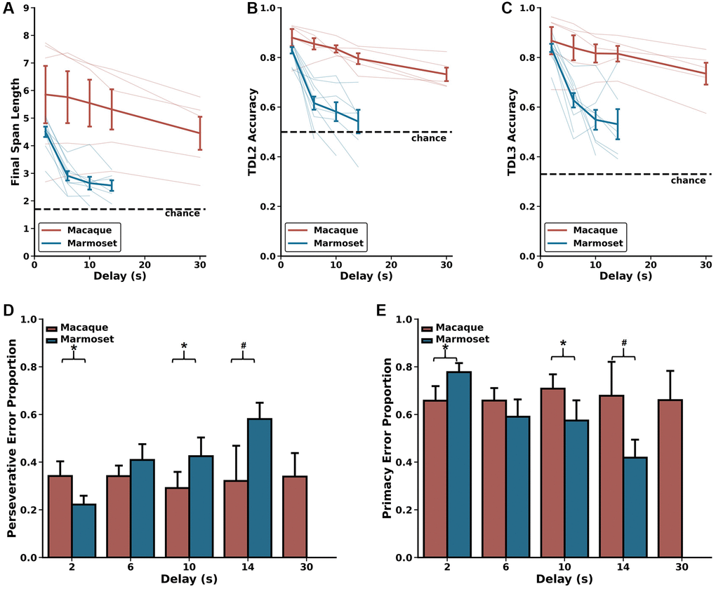 Delay-related effects on DRST performance. Marmosets (blue) show significant delay-dependent decreased DRST performance, whereas macaques (red) do not. Also, macaques have significantly higher performance than marmosets at delays longer than 2 seconds. These results are seen on several measures of performance including (A) average Final Span Length, (B) accuracy on the DNMS (TDL2) portion of the DRST, and (C) accuracy on TDL3 trials. (D) On TDL3 trials, marmosets’ perseverative errors increased in a delay-dependent manner, whereas macaque perseverative errors remained consistent across varying delays. (E) Marmosets’ primacy error rate showed a corresponding delay-dependent decrease, and macaque primacy errors remained consistent across the varying delays. Lightly shaded lines in (A–C) depict individual animal performance as a function of delay. Bold colored lines in (A–C) depict species average performance as a function of delay. mean ± SEM, *p 