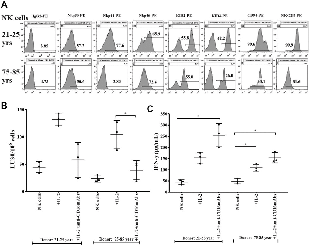 Decreased levels of surface receptors, cytotoxicity, and IFN-γ secretions in NK cells from older donors. PBMCs-derived NK cells from 21-25 years and 75-85 years donors were used to determine the surface expression levels of Nkp30, Nkp44, Nkp46, KIR2, KIR3, CD94, and NKG2D using flow cytometric analysis (one of three representative experiments is shown in the figure) (A). NK cells were left untreated or were treated with IL-2 (1000 U/ml) or with a combination of IL-2 (1000 U/ml) and anti-CD16 mAbs (3 μg/ml) for 18 hours before they were used as effectors in standard 4-hour 51Cr release assay against OSCSCs (n=3, B). The lytic units 30/106 cells were determined using the inverse number of NK cells required to lyse 30% of OSCSCs X 100. NK cells left untreated ot treated with IL-2 (1000 U/ml) or with a combination of IL-2 (1000 U/ml) and anti-CD16 mAbs (3 μg/ml) for 18 hours before the supernatants were harvested to determine IFN-γ secretion using single ELISA (n=3, C). *(p-value 0.01-0.05).