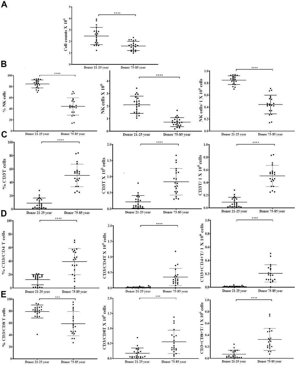 OCs induced lower levels of cell expansion in old-age donor NK cells. Osteoclasts (OCs) were generated as described in the Materials and Methods section. NK cells (0.5x106 cells/ 2ml) were treated with a combination of IL-2 (1000 U/ml) and anti-CD16mAbs (3 g/ml) for 18 hours before they were co-cultured with OCs and probiotic bacteria sAJ2 (1:2:4: OCs:NK:sAJ2). NK cells were counted on days 6, 9, 12, 15, 18, 21, and 25, the day 0 counts were 0.5x106 cells/2 ml, and 0.5x106 cells/2 ml were cultured every 3 days (n=27, A). CD16+CD56+ NK cells, number of NK cells, and NK cells per one million of total expanding cells (B), CD3+ T cells, number of T cells, and T cells per one million of total expanding cells (C), CD3+CD4+ T cells, number of CD4+ T cells, and CD4+ T cells per one million of total expanding cells (D), CD3+CD8+ T cells, number of T cells, and CD8+ T cells per one million of total expanding cells (E), were determined on days 6, 9, 12, 15, 18, 21, and 25 (n=27). ****(p-value p-value 0.0001-0.001).