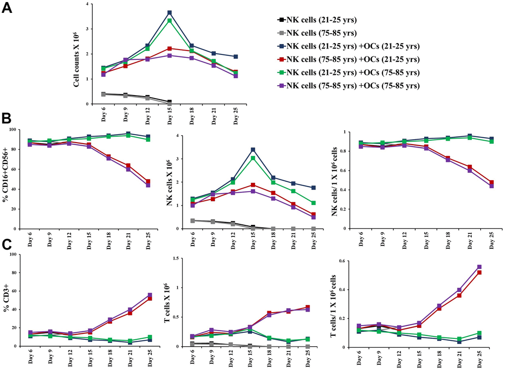 Older individual-derived OCs induced lower levels of cell expansion in NK cells. Osteoclasts (OCs) were generated as described in the Materials and Methods section. NK cells (0.5x106 cells/ 2ml) were treated with a combination of IL-2 (1000 U/ml) and anti-CD16mAb (3μg/ml) for 18 hours before they were co-cultured with criss-cross OCs in the presence of probiotic bacteria sAJ2 (1:2:4: OCs:NK:sAJ2). NK cells were counted on days 6, 9, 12, 15, 18, 21, and 25, the day 0 counts were 0.5x106 cells/2 ml, and 0.5x106 cells/2 ml were cultured every 3 days (n=27, A). CD16+CD56+ NK cells, number of NK cells, and NK cells per one million of total expanding cells (B) and CD3+ T cells, number of T cells, and T cells per one million of total expanding cells (C) were determined on days 6, 9, 12, 15, 18, 21, and 25 (n=27). ****(p-value p-value 0.0001-0.001).