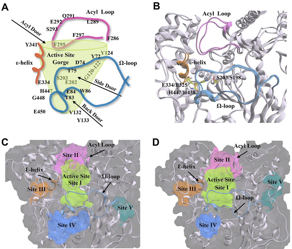 Structural components and amino acid residues that are essential for the catalytic activity of acetylcholinesterase (AChE) and butyrylcholinesterse (BChE). (A) 2D depiction of the entry/exit routes (“doors”) to the active site gorge of AChE. Amino acids are labelled and arranged according to their structural placement around the gorge, with those located on the opposite side to the viewing plane shown through the transparent green gorge wall. (B) AChE (PDB: 4M0E, 2.00 Å) [91] and BChE (BChE; PDB: 4TPK, 2.70 Å) [92] enzyme ribbon structures are overlayed to show structural conservation between the two enzymes. The catalytic triad residues are shown in yellow. (C, D) The five main compound binding site pockets (I-V) of AChE (C) and BChE (D) are identified as the enzyme active site gorge (lime green, I), pocket behind ChE acyl loop (pink, II), pocket behind ChE catalytic glutamate (orange, III), pocket behind ChE active site tryptophan (Back Door, blue, IV), and other binding pocket (teal, V). Structural features of AChE and BChE including the acyl loop (pink), Ω-loop (blue), and ε-helix (orange) are shown throughout each panel. Figures were generated using Microsoft PowerPoint for Microsoft 365 MSO (version 2409 build 18025.20104; Microsoft Corporation, Redmond, WA, USA) and Molecular Operating Environment 2022.02 (Chemical Computing Group ULC, Montreal, Quebec, Canada).