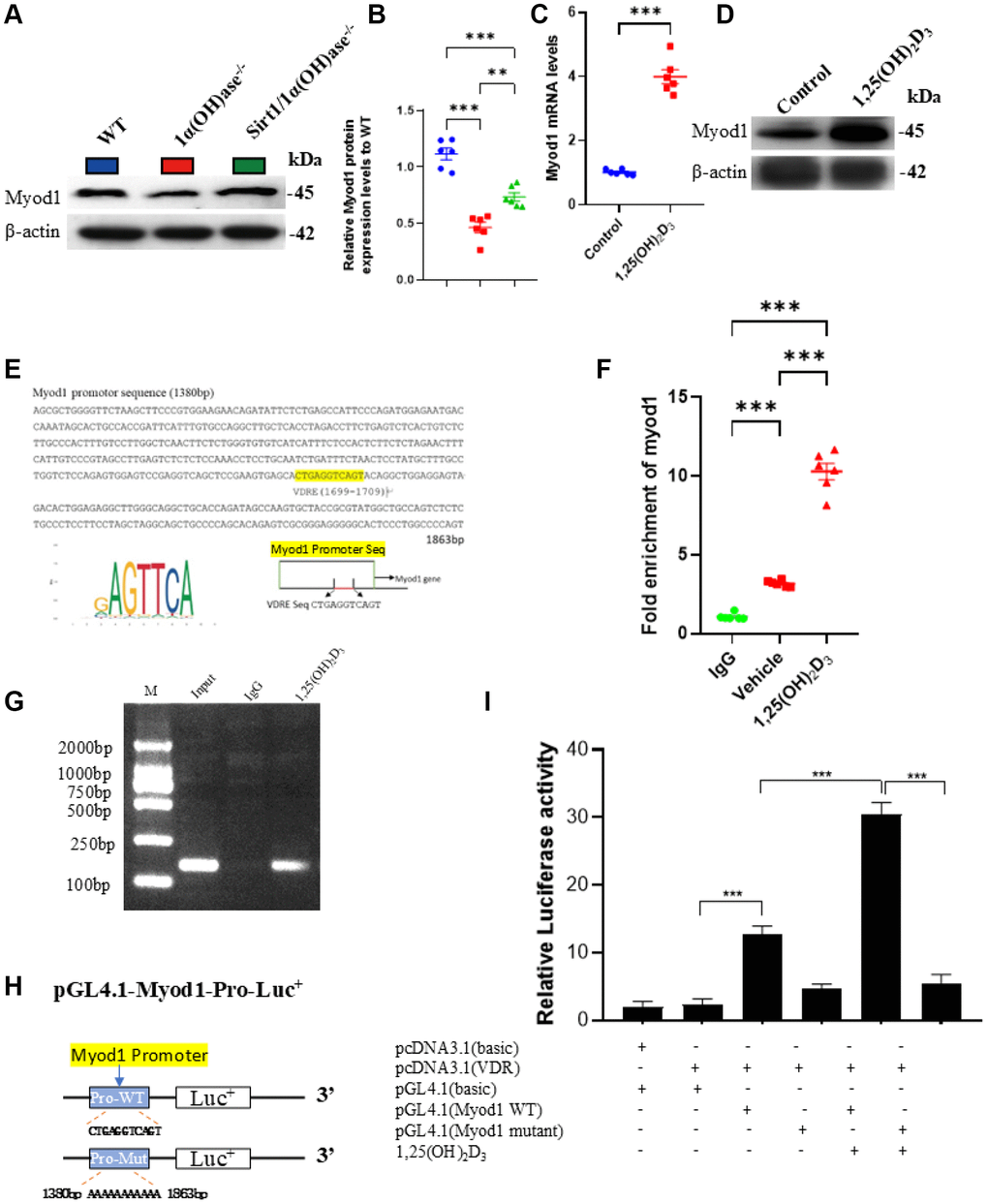 1,25(OH)2D3 up-regulates the expression of Myod1 in C2C12 cells through VDR-mediated transcription. (A) Western blot showing changes in Myod1 protein levels in tibialis anterior muscles of 2-month-old WT, 1α(OH)ase−/− and Sirt1Tg1α(OH)ase−/− mice and (B) quantitative analysis. (C, D) 10−8 M 1,25(OH)2D3 treatment upregulates Myod1 gene and protein expression in C2C12 cells. (Each experiment was conducted in five replicates). (E) Predicted VDR binding site (highlighted in yellow) in the Myod1 promoter region. (F) qPCR results showing enrichment of Myod1 in VDR chromatin immunoprecipitation. (G) Agarose gel electrophoresis of ChIP PCR products. (H) Schematic diagram showing construction of luciferase reporter plasmids containing the Myod1 promoter region. (I) Luciferase activity analysis. Each experiment was performed in triplicate. *p ***p #p ###p −/− mice or Vehicle.
