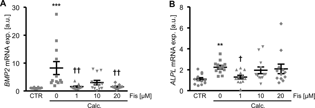 Dose-dependent effects of fisetin on calcific marker expression in VSMCs during pro-calcific conditions. Relative mRNA expression (n=12) of BMP2 (A) and ALPL (B) in HAoSMCs treated for 48h with control (CTR) or calcification medium (Calc.) without and with the indicated concentrations of fisetin (Fis, 0 - 20 μM). **(p