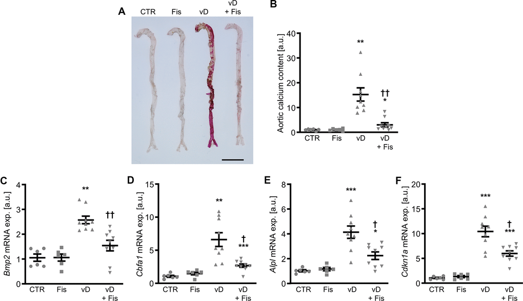 Effects of fisetin in vivo during cholecalciferol overload. Alizarin Red staining (A) of aortas from mice receiving vehicle (CTR) or high-dosed cholecalciferol (vD) without and with fisetin (Fis). Calcification: red staining; scale bar: 5 mm. Normalized calcium content (n=6-9, B) in aortic tissue from mice receiving vehicle (CTR) or high-dosed cholecalciferol (vD) without and with fisetin (Fis). Relative mRNA expression (n=6-9) of Bmp2 (C), Cbfa1 (D), Alpl (E) and Cdkn1a (F) in aortic tissue from mice receiving vehicle (CTR) or high-dosed cholecalciferol (vD) without and with fisetin (Fis). *(p