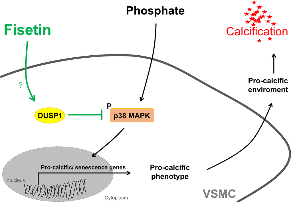 Schematic illustration of mechanisms involved in the protective effects of fisetin during VSMC calcification. Mineral stress with disturbed phosphate and calcium homeostasis may trigger activation of pro-calcific signaling including phosphorylation and activation of p38 MAPK in VSMCs, which leads to a pro-calcific environment causing vascular calcification. Fisetin, a natural flavonol, induces the dual-specificity phosphatase 1 (DUSP1). Fisetin thereby inactivates p38 MAPK signaling through DUSP1 and inhibits further pro-calcific signaling and calcification of VSMCs.