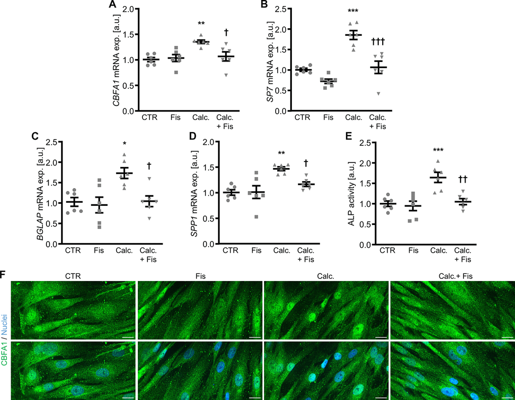 Effects of fisetin on pro-calcific signaling in VSMCs during pro-calcific conditions. Relative mRNA expression (n=6) of CBFA1 (A), SP7 (B), BGLAP (C) and SPP1 (D) in HAoSMCs treated for 48h with control (CTR) or calcification medium (Calc.) without and with 1 μM fisetin (Fis). (E) Normalized ALP activity (n=6) in HAoSMCs treated for 7d with control (CTR) or calcification medium (Calc.) without and with 1 μM fisetin (Fis). *(pF) CBFA1 (green) and nuclei (blue) shown by confocal imaging in HAoSMCs treated for 48h with control (CTR) or calcification medium (Calc.) without and with 1 μM fisetin (Fis). Scale bar: 20 μm.