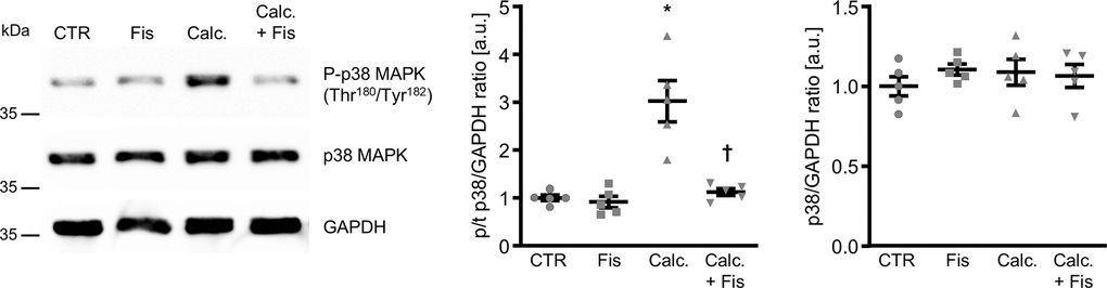 Effects of fisetin on p38 MAPK phosphorylation in VSMCs during pro-calcific conditions. Representative Western blots and normalized phospho-p38 and total p38 MAPK protein abundance (n=5) in HAoSMCs treated for 30 min with control (CTR) or calcification medium (Calc.) without and with 1 μM fisetin (Fis). *(p