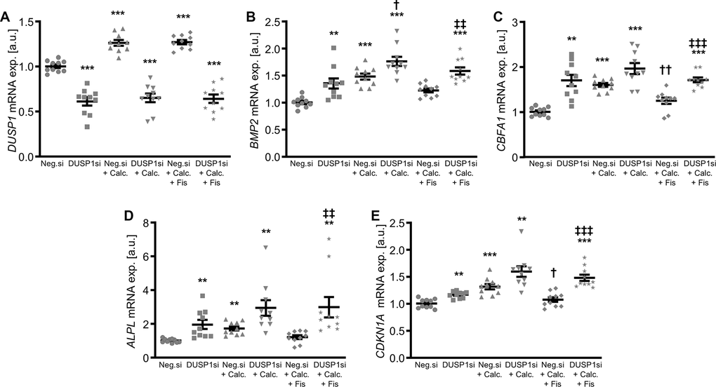 Effects of dual-specificity phosphatase 1 knockdown on anti-calcifying properties of fisetin in VSMCs. Relative mRNA expression (n=10) of DUSP1 (A), BMP2 (B), CBFA1 (C), ALPL (D) and CDKN1A (E) in HAoSMCs transfected for 72h with negative control (Neg.si) or DUSP1 (DUSP1si) siRNA and treated for 48h with control (CTR) or calcification medium (Calc.) without and with 1 μM fisetin (Fis). **(p