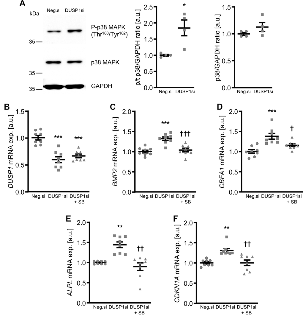 Role of p38 MAPK in dual-specificity phosphatase 1 knockdown-induced calcific marker expression in VSMCs. Representative Western blots and normalized phospho-p38 and total p38 MAPK protein abundance (n=4, A) in HAoSMCs transfected for 24h with negative control (Neg.si) or DUSP1 (DUSP1si) siRNA. Relative mRNA expression (n=8) of DUSP1 (B), BMP2 (C), CBFA1 (D), ALPL (E) and CDKN1A (F) in HAoSMCs transfected for 72h with negative control (Neg.si) or DUSP1 (DUSP1si) siRNA and treated without and with 10 μM p38 MAPK inhibitor SB203580 (SB). *(p
