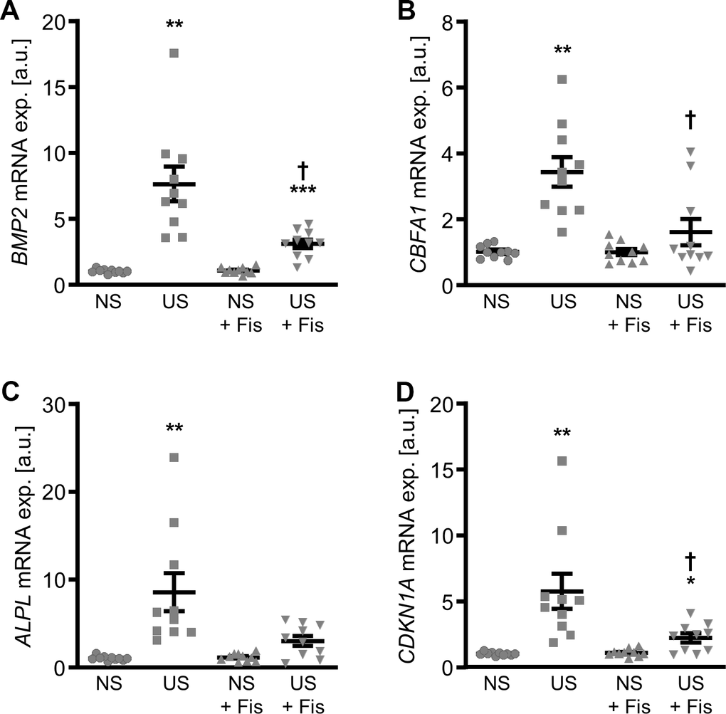 Effects of fisetin on calcific marker expression in VSMCs during uremic conditions. Relative mRNA expression (n=10) of BMP2 (A), CBFA1 (B), ALPL (C) and CDKN1A (D) in HAoSMCs treated for 24h with 15% normal serum (NS) or uremic serum (US) without and with 1 μM fisetin (Fis). *(p