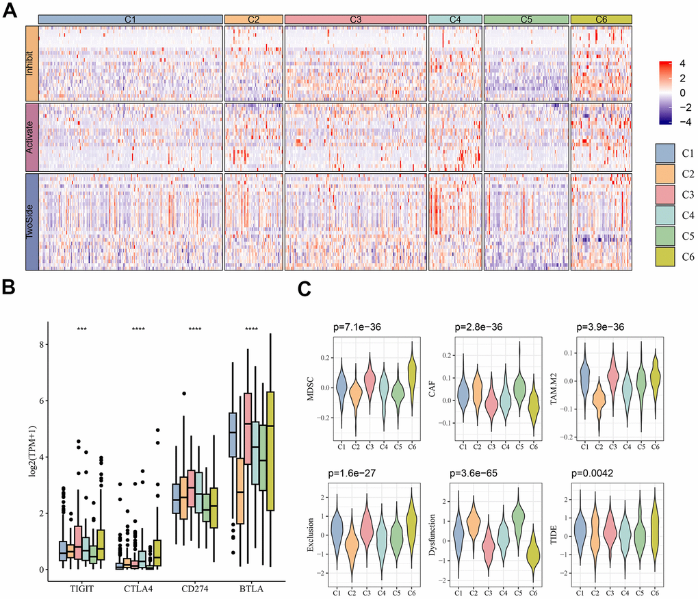 Immunotherapy analysis. (A) Heatmap of expression of immune checkpoint genes between different molecular subtypes. (B) Differential expression of common immune checkpoint genes TIGIT, CTLA4, CD274 and BTLA between different molecular subtypes. (C) Results predicted by TIDE software. ***p p 