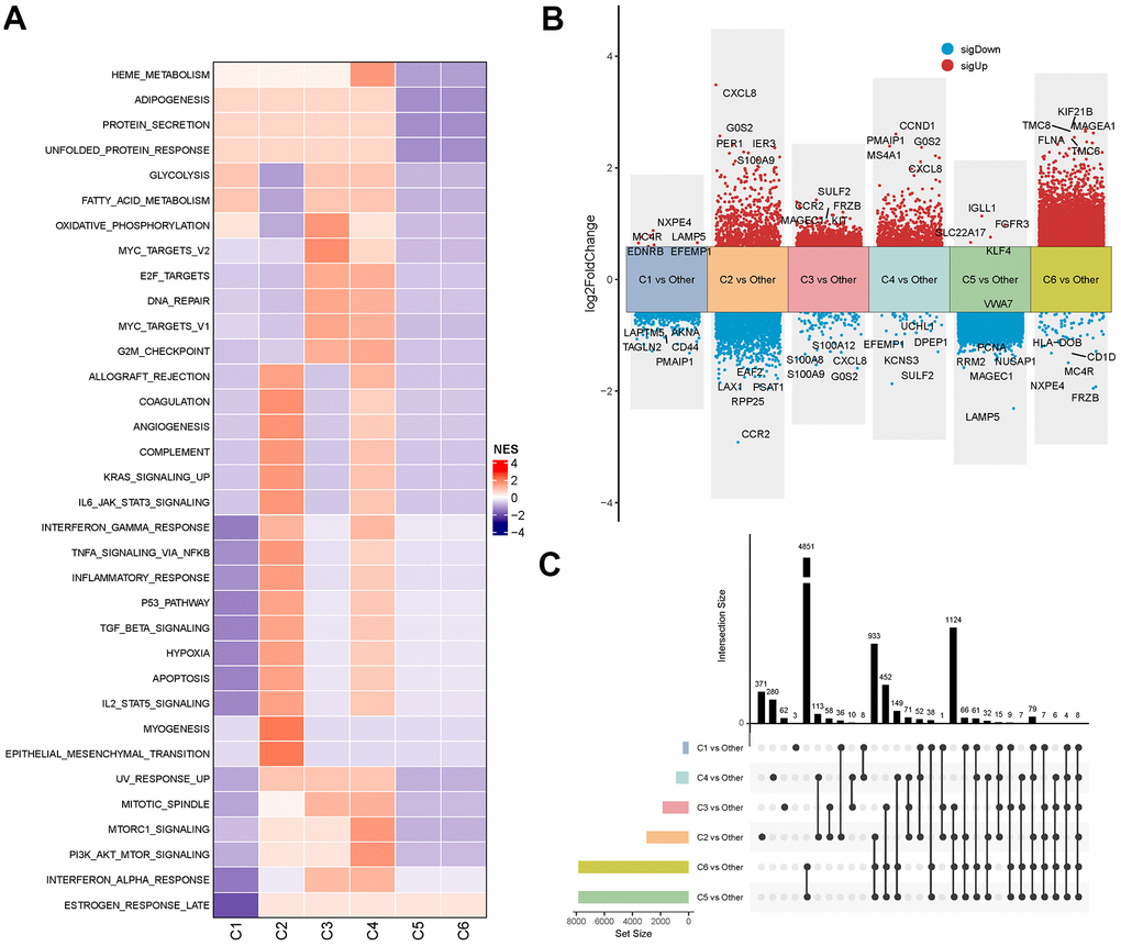 Signalling and genomic landscapes between different subtypes in the MMRF-COMPASS training cohort. (A) Signaling pathway activities of different molecular subtypes in the MMRF-COMPASS training cohort. Results of differential expression analysis (B) and distribution (C) of genes between molecular subtypes in the MMRF-COMPASS training cohort.