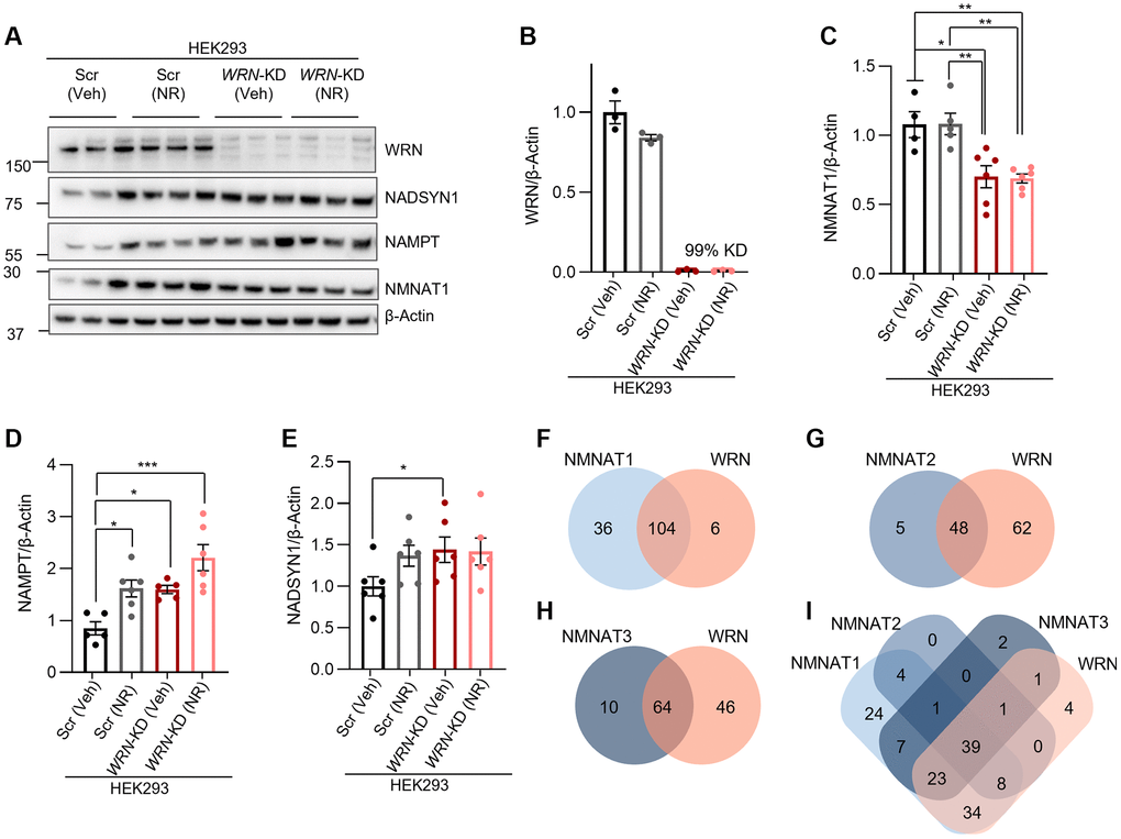 WRN regulates main NAD+ synthetic proteins and shares many transcription targets with NMNAT1-3. (A) Representative western blots of RIPA extracts from HEK293 parental cells with either 30 nM Scramble siRNA (Scr) or 30 nM WRN siRNA (WRN-KD) followed by 24 h 1 mM NR treatment. (B–F) Quantification of western blots from 4–6 biological repeats. Statistical analysis was performed in GraphPad Prism with either One-way ANOVA with Šidák multiple comparison’s test or Student’s t-test. (C) NMNAT1 was significantly decreased in WRN-KD cells compared to Scr (Veh) and Scr (NR) (One-way ANOVA, Tukey’s multiple comparisons test, p-value = 0.0108, student’s t-test p-value = 0.0163), (D) NAMPT was significantly increased in WRN-KD (Veh) cells compared to Scr (Veh) (One-way ANOVA, Tukey’s multiple comparisons test, p-value = 0.0492, Student’s t-test, p-value = 0.0010) and (E) NADSYN1 was upregulated in WRN-KD (Veh) compared to Scr (Veh) (Student’s t-test, p-value = 0.0442). (F–I) Venn diagram showing the shared transcription targets of WRN and NMNAT1-3 based on the ENCODE transcription database.