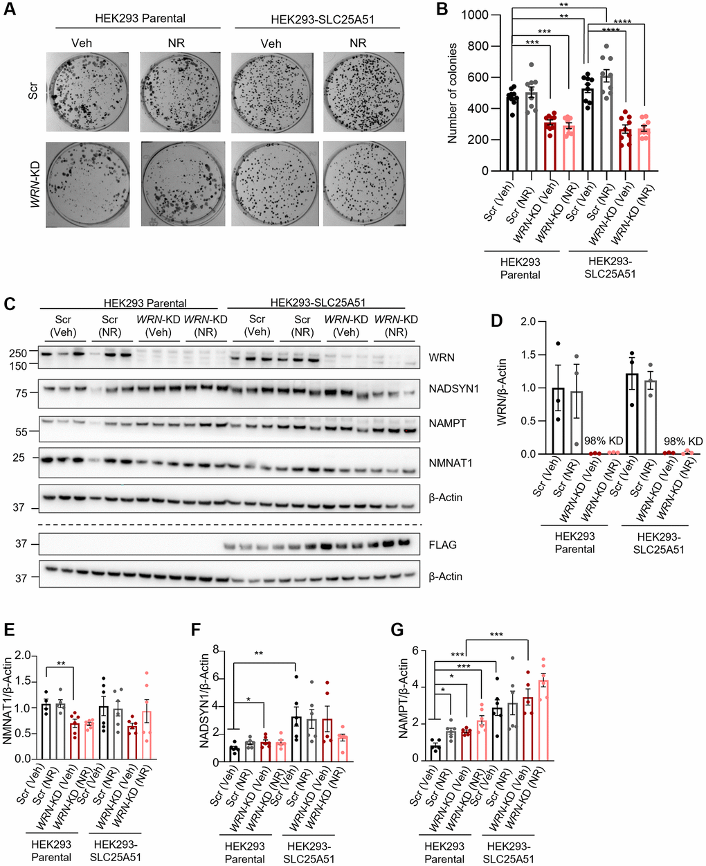 WRN is indispensable in proliferation as mitochondrial or cellular NAD+ augmentation is unable to reinstall compromised proliferation in immortalized WRN-KD cells. (A, B) WRN-KD led to decreased colony formation in HEK293 parental cells (Two-way ANOVA, Tukey’s multiple comparisons, p-value = 0.0009). The proliferation defects caused by knockdown were not rescued by either 1 mM NR treatment throughout the colony formation period or overexpression of SLC25A51. Media was replaced with fresh media every 3 days. (A) Representative images, acquired with Bio-Rad Chemidoc. (B) Quantification of 3 biological replicates with 3 technical repeats/replicates. Statistical analysis was done using two-way ANOVA with Tukey’s multiple comparisons test. (C) Western blotting confirming WRN-KD of 90–100% and blotting of NAD+ related proteins. Western blotting of FLAG confirmed the specific expression of the SLC25A51-construct. The dotted line indicates that the representative blots are from two different blots with their respective loading controls. (D) Quantification of WRN expression, confirming efficient knockdown of WRN in both HEK293 and SLC25A51. (E–G) Quantification of NAD+ related proteins. The groups were compared with Two-way ANOVA using Tukey’s multiple comparison to test the difference among all groups, and Student’s t-test as explained in Figure 2. NADSYN1 expression was increased in Scr cells with SLC25A51 overexpression compared to parental HEK293 cells (Two-way ANOVA, Tukey’s multiple comparisons test, p-value = 0.0048), and NAMPT was increased in both Scr and WRN-KD cells with SLC25A51 overexpression (Two-way ANOVA, Tukey’s multiple comparisons test, p-value p-value = 0.0004, respectively). No significant effects were found with 24 h 1 mM NR treatment.