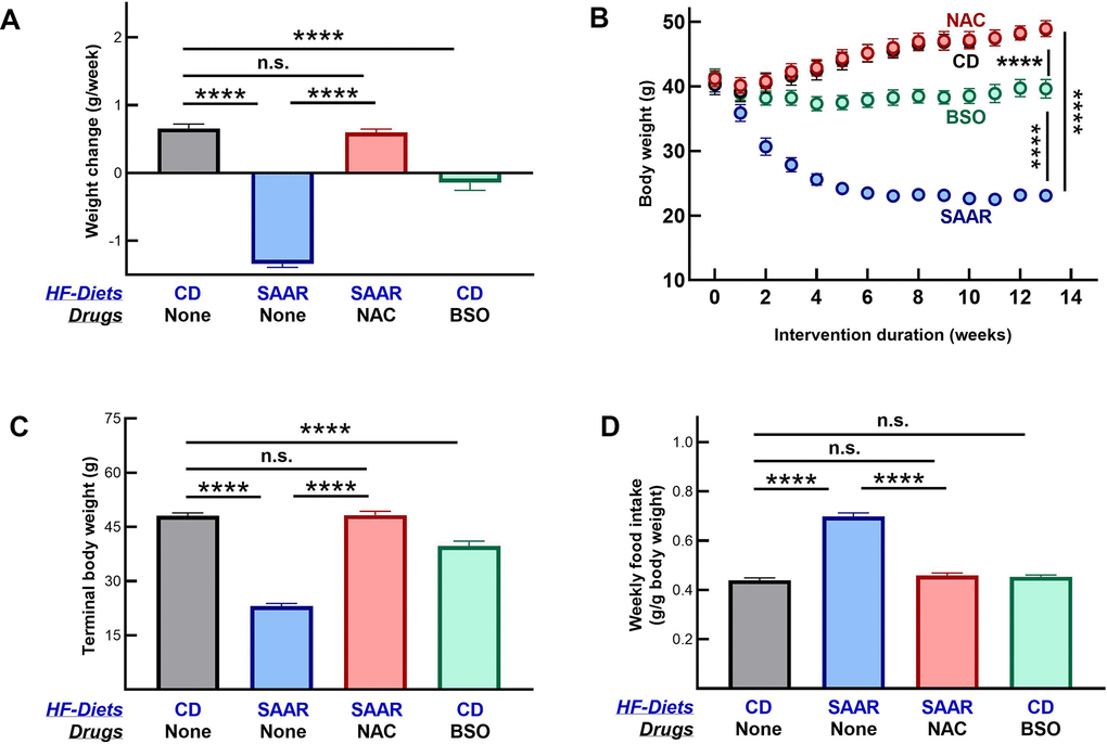 The SAAR diet and BSO induce similar morphometric changes. Four groups of eighteen-week-old male C57BL/6NTac mice (n=7/group) were fed high-fat (60% Kcal from fat) diets with 0.86% w/w methionine (CD), 0.12% w/w methionine (SAAR), SAAR diet with 30 mM N-acetylcysteine in water (NAC), and CD diet with 30 mM DL-buthionine (S, R) sulfoximine (BSO). Compared to the CD, the SAAR diet caused weight loss (A–C) and increased food intake (D). Despite feeding on the SAAR diet, mice in the NAC group did not exhibit any changes (A–D). Except for the lack of increased food intake, changes in BSO mice were similar to those in the SAAR mice, despite feeding on a diet replete with sulfur amino acids (A–D). Note: One-way ANOVA followed by Tukey’s multiple comparison tests was used to find group-wise differences (*P ≤ 0.05, **P ≤ 0.01, ***P ≤ 0.001, ****P ≤ 0.0001. Bars and error bars represent means and standard error of means). CD growth curves are invisible as NAC growth curves overlay them.