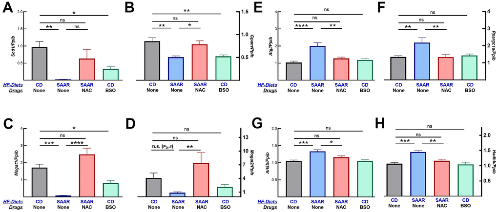 BSO decreases the mRNA expression of lipogenic but not lipolytic genes. Similar to the SAAR diet, BSO decreased the mRNA expression of lipogenic genes, including Scd1 (A), Gpam (B), Mogat1 (C), and Mogat2 (D). The SAAR diet, but not BSO, increased the mRNA expression of lipolytic genes like Atgl (E), Ppargc1a (F), Arl8b (G), and Hadhb (H). NAC reversed the effects of the SAAR diet on all these genes. Note: Statistical methods are similar to those in Figure 2. Sample size is as mentioned in Figure 1.