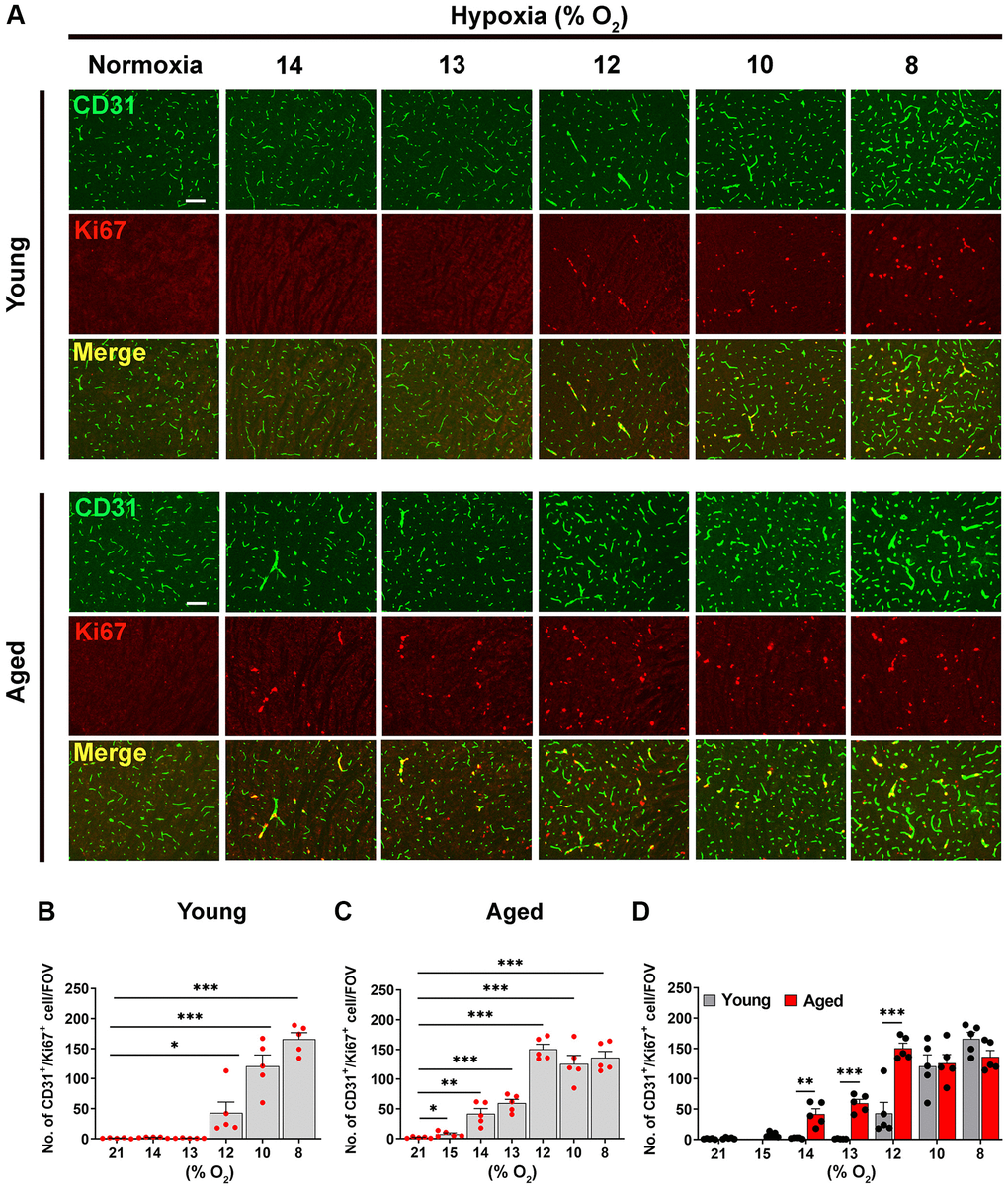 Hypoxia-induced cerebrovascular remodeling is triggered at a higher O2 level in aged mice. (A) Frozen brain sections taken from young (2 months) and aged (20 months) mice exposed to normoxia or different levels of hypoxia (15–8% O2) for 4 days were stained for the endothelial marker CD31 (AlexaFluor-488) and Ki67 (Cy-3). Images were captured in the midbrain. Scale bars = 100 μm. (B–D) Quantification of the density of CD31+/Ki67+ cells following normoxia or 4 days exposure to the different levels of hypoxia in young (B), aged (C) and both combined (D). Results are expressed as the mean ± standard error of the mean (SEM) (n = 5 mice/group). *p **p ***p 2 level than young mice.