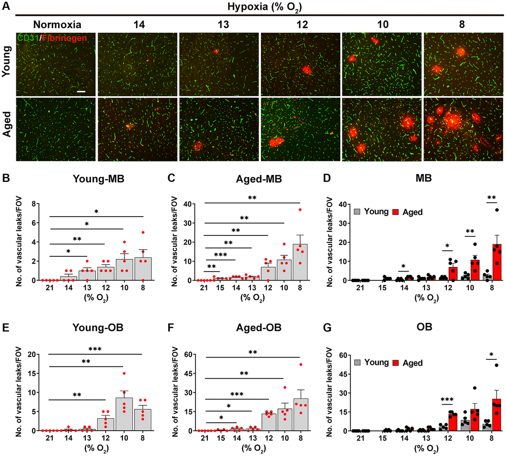 Aged mice are more susceptible to hypoxia-induced BBB disruption. (A) Frozen brain sections taken from young (2 months) and aged (20 months) mice exposed to normoxia or different levels of hypoxia (15–8% O2) for 4 days were stained for the endothelial marker CD31 (AlexaFluor-488) and fibrinogen (Cy-3). Images were captured in the midbrain. Scale bars = 100 μm. Quantification of the density of extravascular leaks following normoxia or 4 days exposure to the different levels of hypoxia in the midbrain (young (B), aged (C) and both combined (D)), and olfactory bulb (young (E), aged (F) and both combined (G)). Results are expressed as the mean ± standard error of the mean (SEM) (n = 5 mice/group). *p **p ***p 2 level and they also display BBB disruption at a weaker hypoxic threshold than young mice.