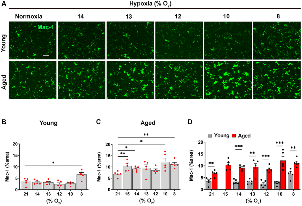Microglia in the aged brain are more activated at every level of ambient O2. (A) Frozen brain sections taken from young (2 months) and aged (20 months) mice exposed to normoxia or different levels of hypoxia (15–8% O2) for 4 days were stained for Mac-1 (AlexaFluor-488). Images were captured in the midbrain. Scale bars = 100 μm. Quantification of the Mac-1 area following normoxia or 4 days exposure to the different levels of hypoxia in the midbrain in young (B), aged (C) and both combined (D). Results are expressed as the mean ± standard error of the mean (SEM) (n = 5 mice/group). *p **p ***p 2) promoted significant increases in microglial activation compared to normoxic conditions.