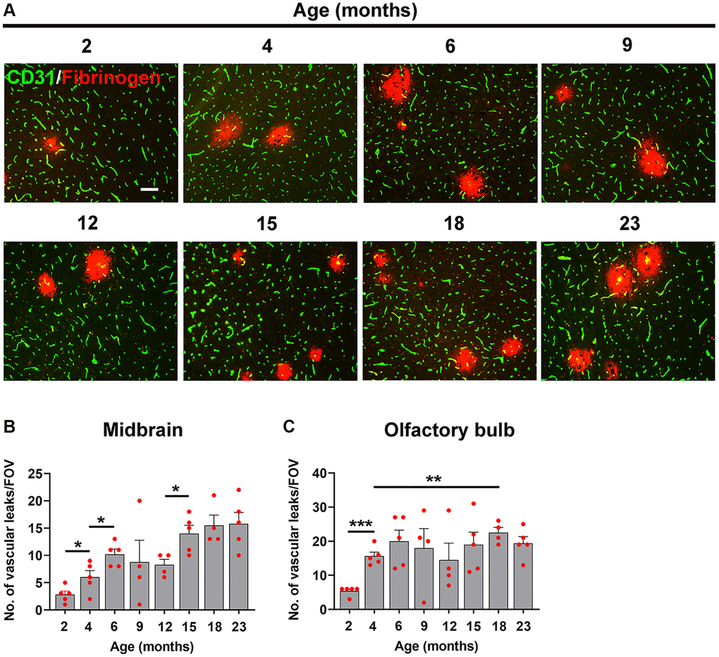 Defining the age at which the BBB becomes more susceptible to hypoxia. (A) Frozen brain sections taken from mice of different ages (2–23 months) exposed to hypoxia (8% O2) for 4 days were dual-stained for CD31 (AlexaFluor-488) and fibrinogen (Cy-3). Images were captured in the midbrain. Scale bars = 100 μm. Quantification of the density of extravascular leaks in the midbrain (B) or olfactory bulb (C) in different age mice following 4 days hypoxia. Results are expressed as the mean ± standard error of the mean (SEM) (n = 5 mice/group). *p **p ***p 