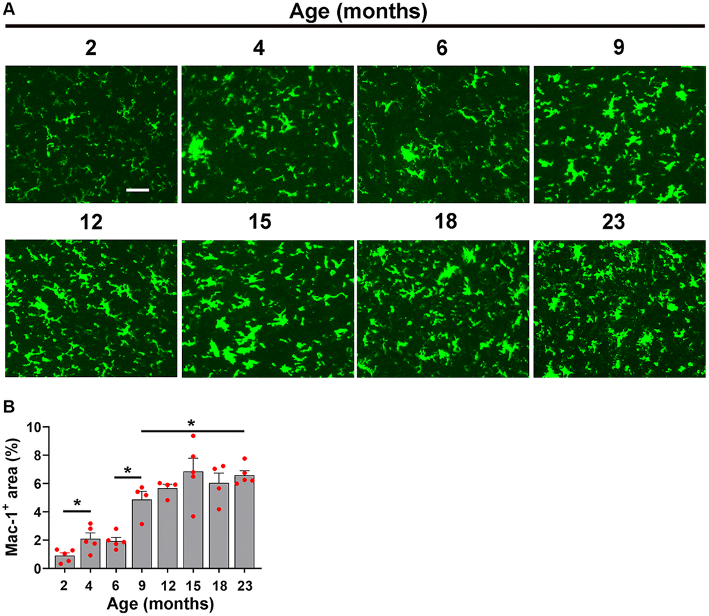 Characterization of hypoxia-induced microglial activation at different ages. (A) Frozen brain sections taken from mice of different ages (2–23 months) exposed to hypoxia (8% O2) for 4 days were labelled with Mac-1 (AlexaFluor-488). Images were captured in the midbrain. Scale bars = 100 μm. (B) Quantification of the Mac-1 area in the midbrain in different age mice following 4 days hypoxia. Results are expressed as the mean ± standard error of the mean (SEM) (n = 5 mice/group). *p 